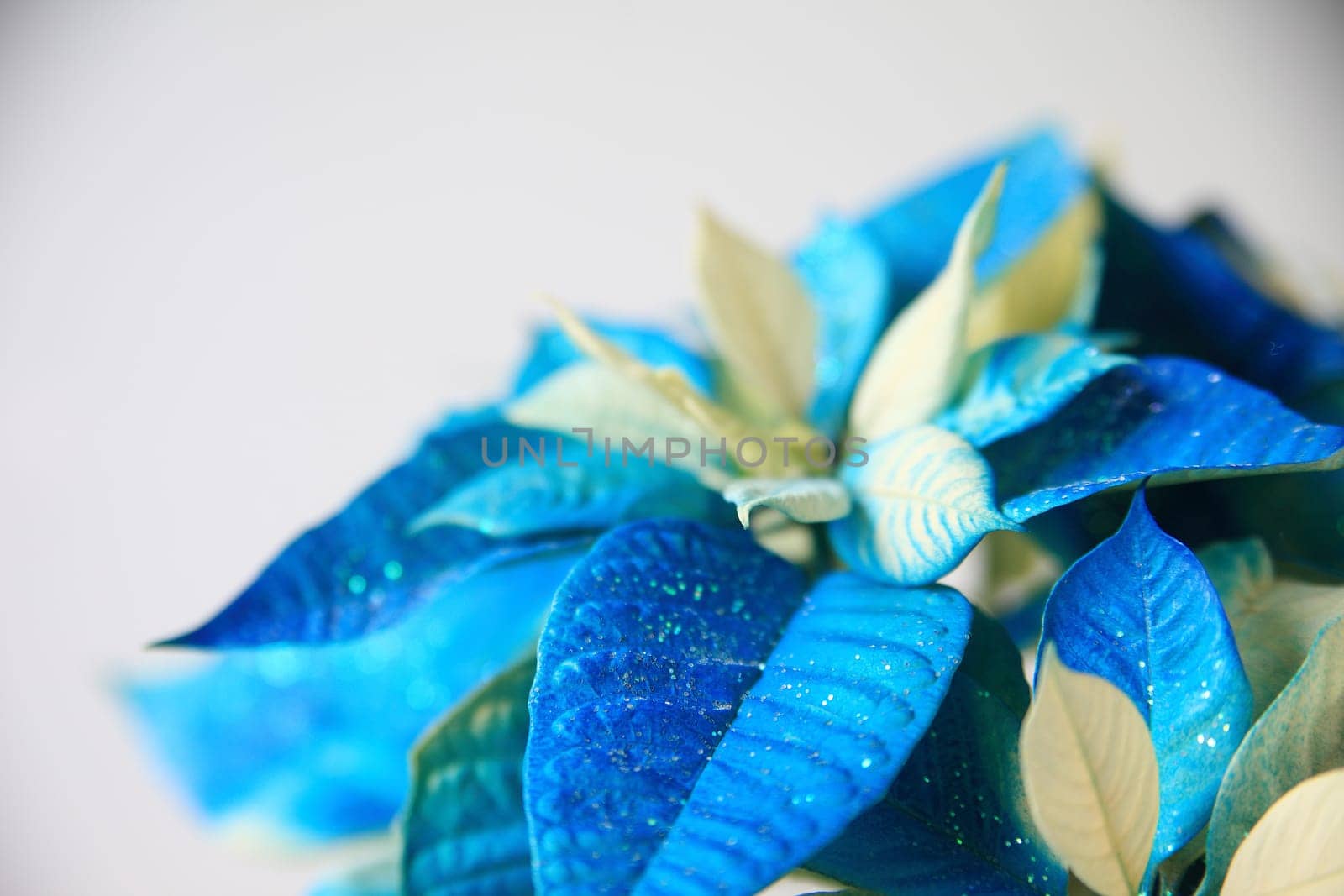 Christmas plant dyed blue and sprinkled with glitter