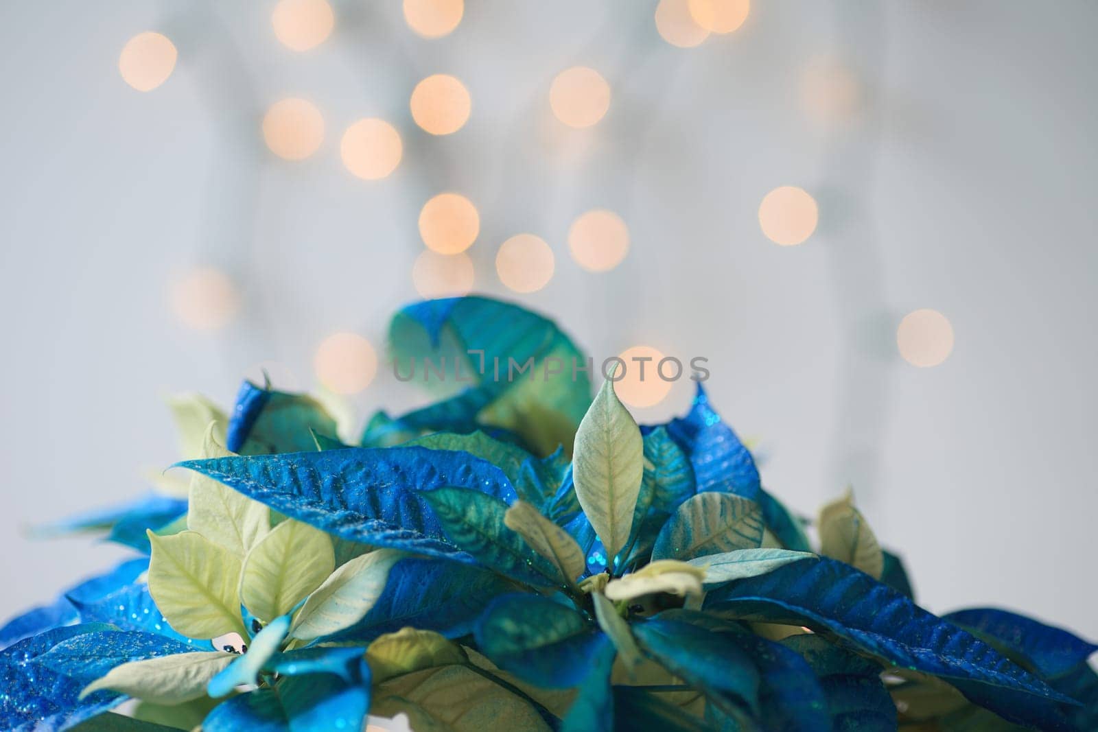 Glittery Christmas poinsettia in blue and white with lights in background