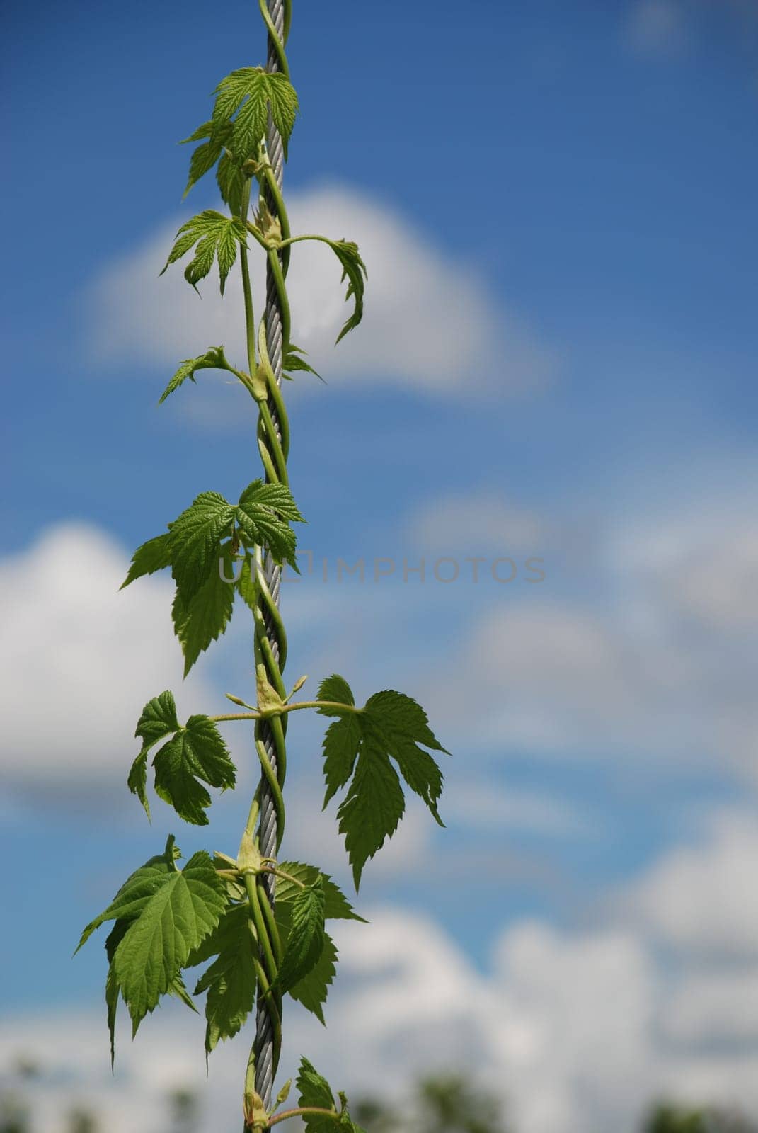 Hops and malt,God preserve.       Bavarian German beer Hops Purity Law Hops Hop Leaf Bavaria Leaf Climbing plant 500 years Hallertau Hollerdau Holledau Cultivation area Germany Lupulus Rosiden Cannabaceae Humulus