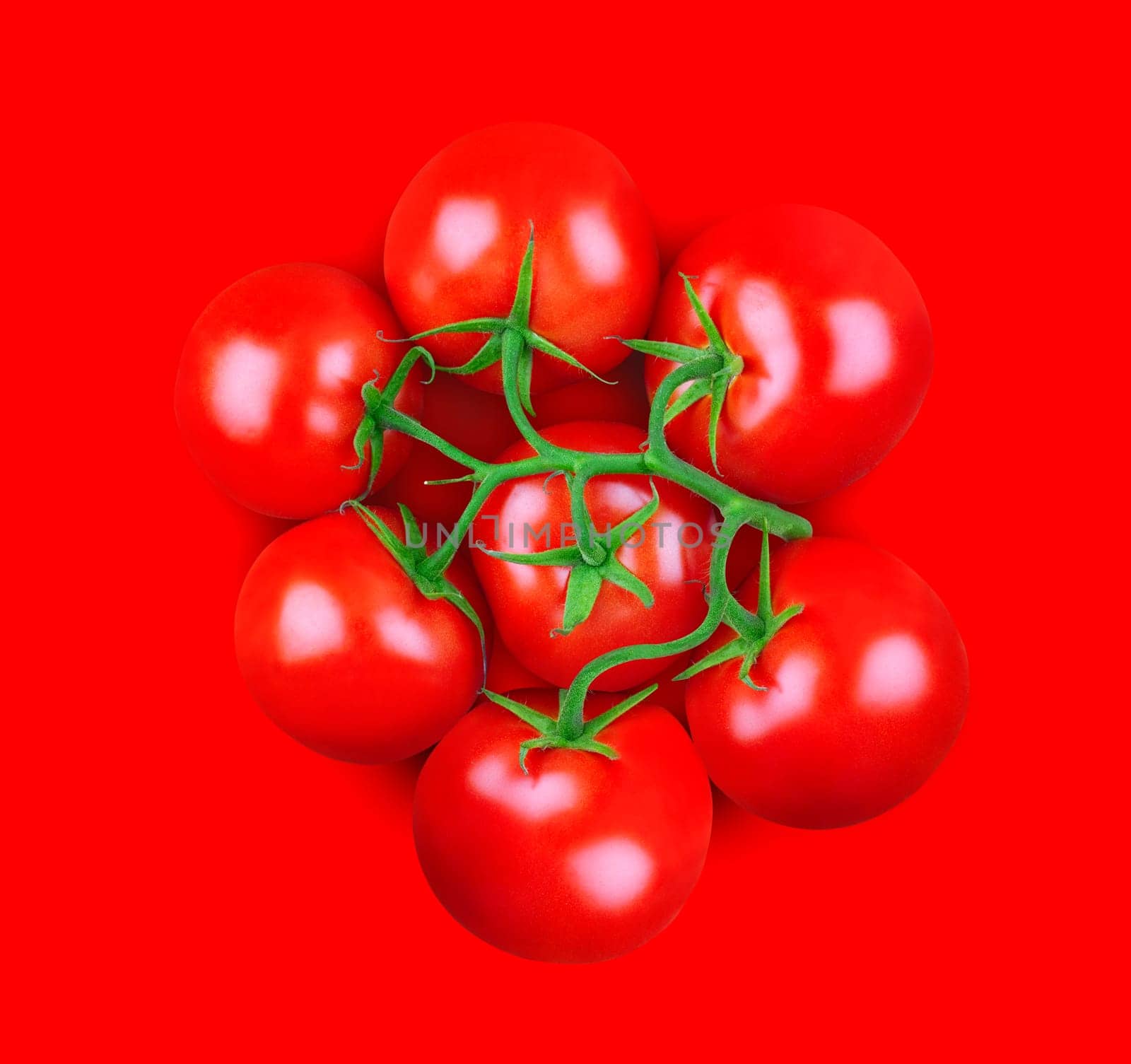 A bunch of tomatoes with green stem on red background. Square, top view