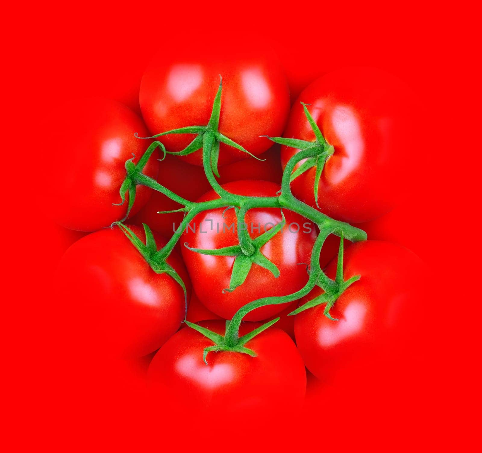 3d illustration concept with a bunch of tomatoes with green stem blending in a red background. Square, top view