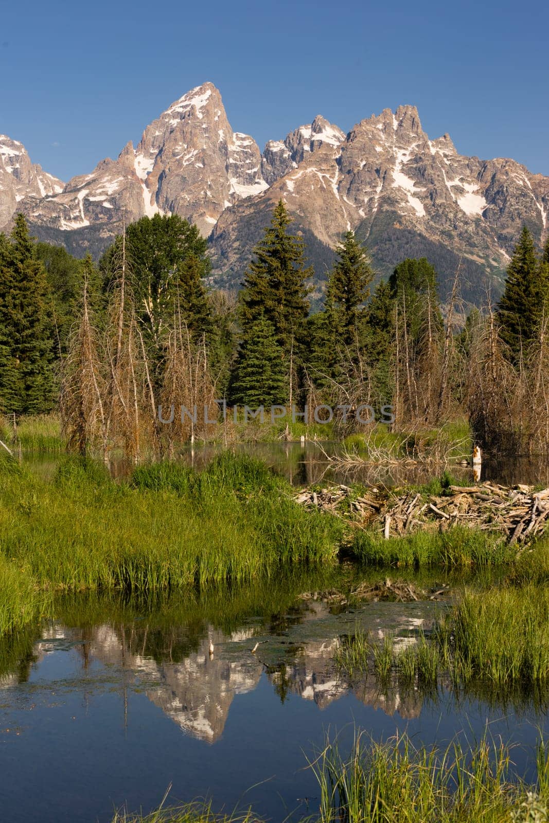 The water is perfectly smooth showing high peak reflections in the Teton's below this Beaver Dam