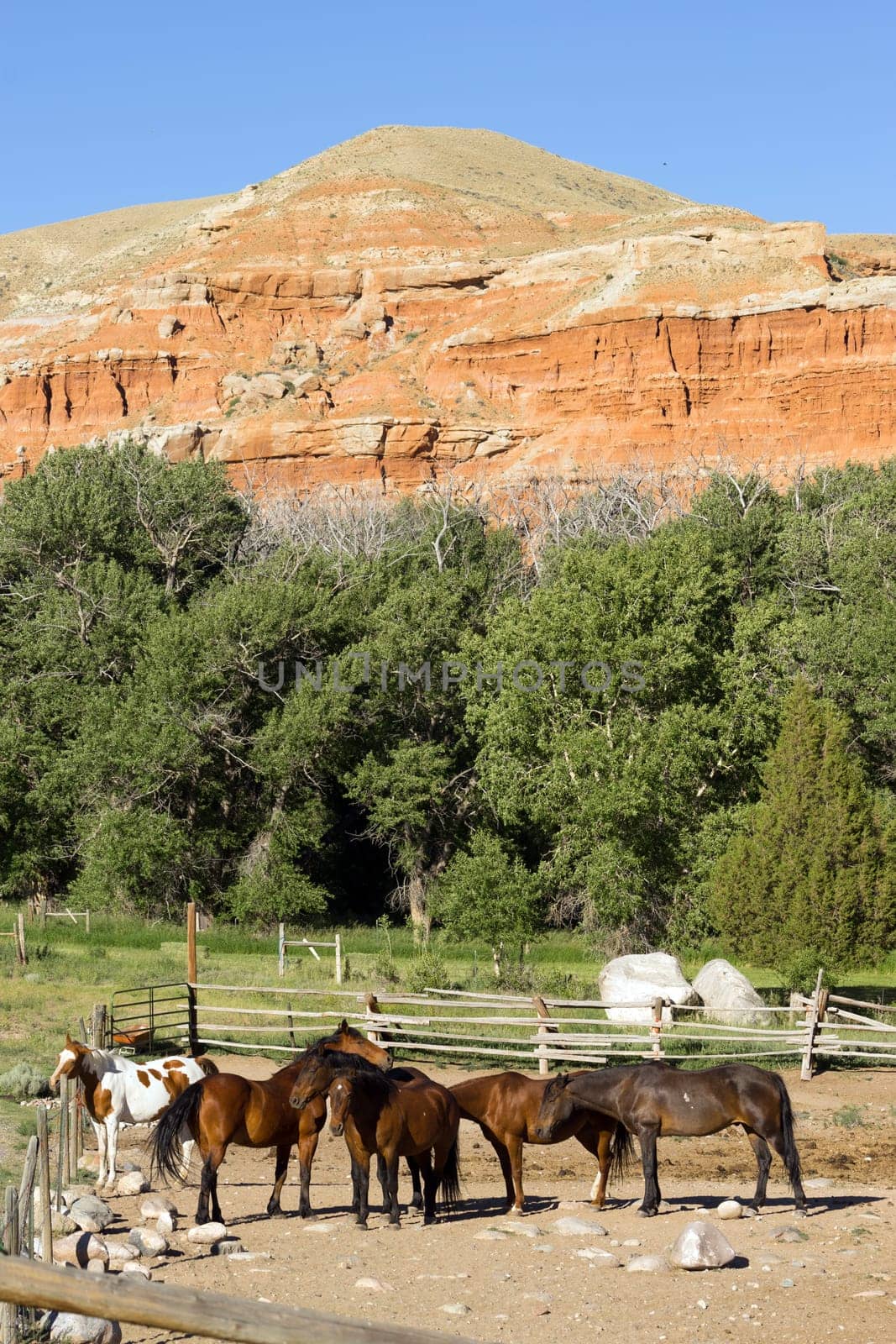 horses huddled together at the base of red rock buttes