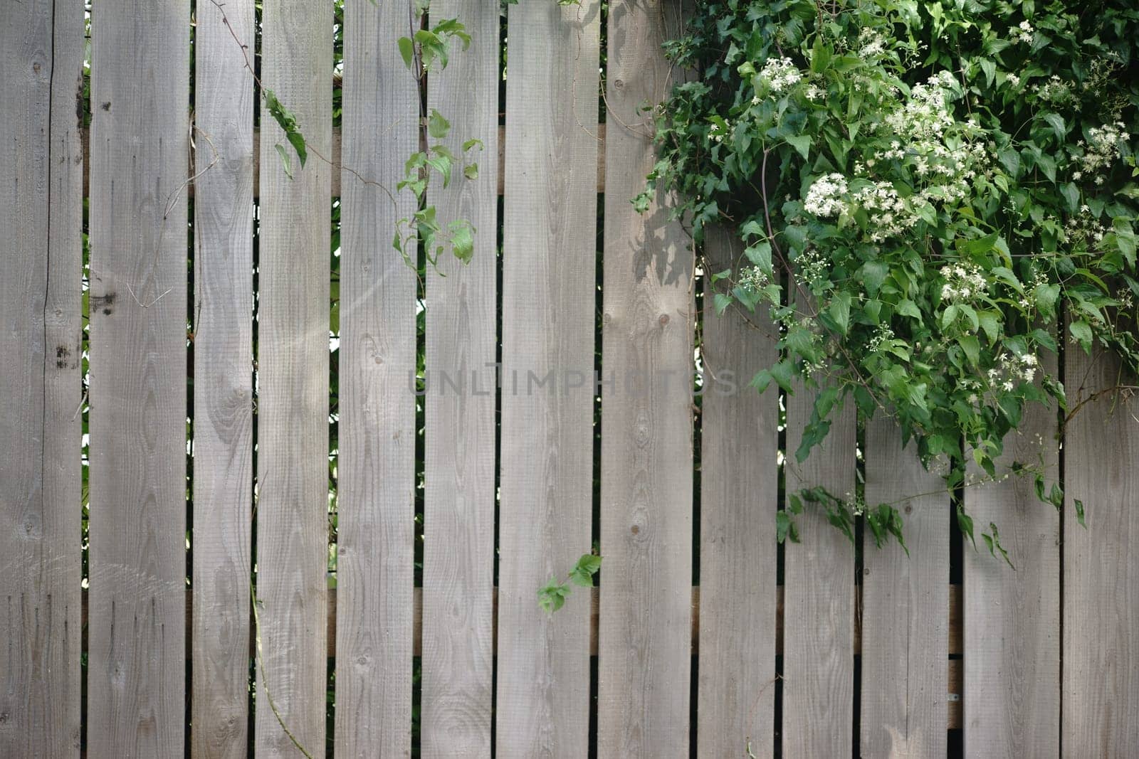 An ivy plant grows over a wooden board fence.