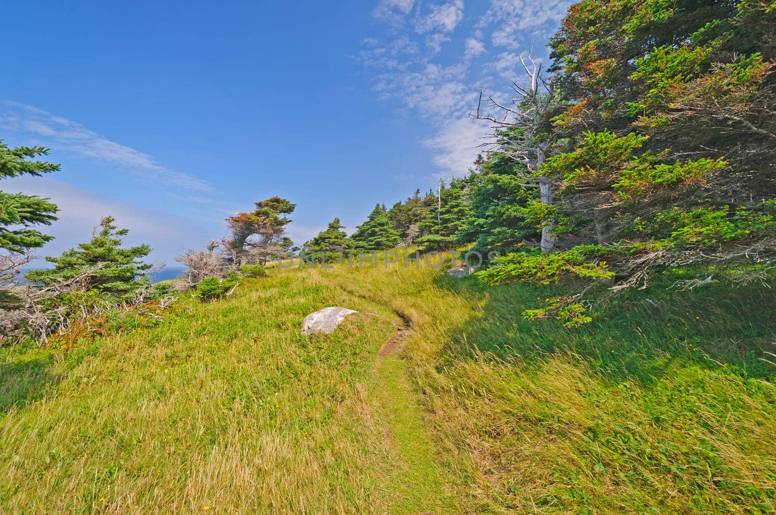 Remote Wind Blown Green Gardens trail on the Atlantic Ocean in Gros Morne National Park in Newfoundland, Canada
