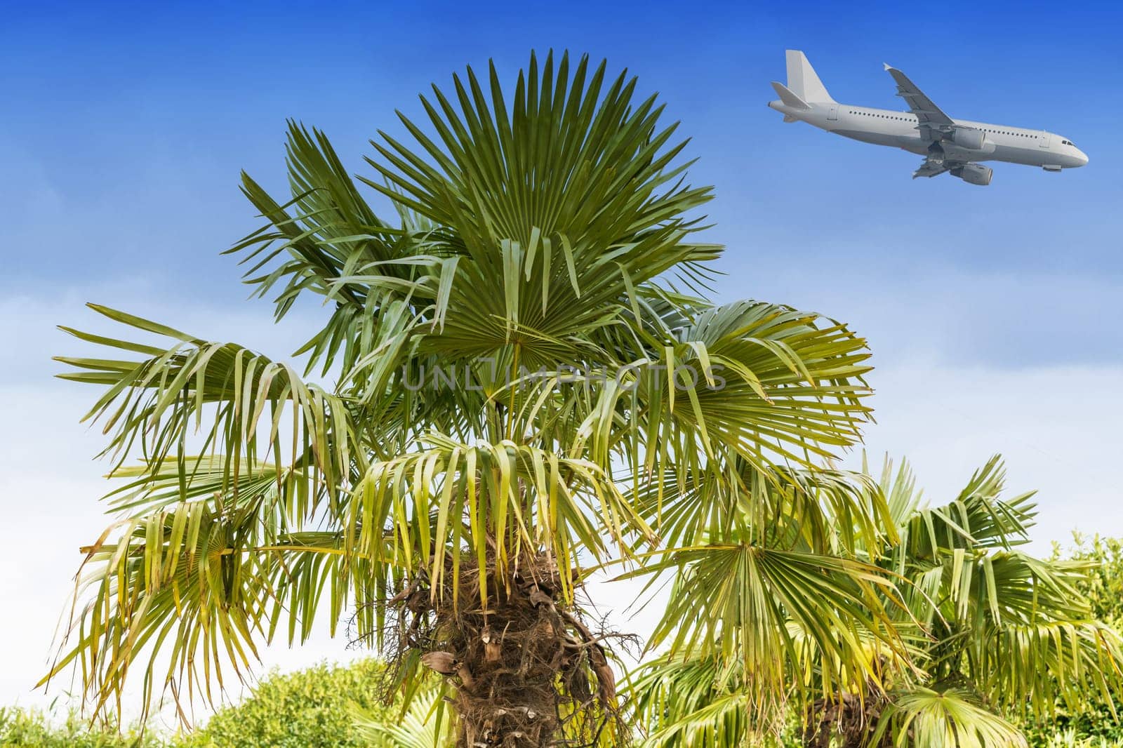 Large palm tree in front of a blue sky in the background a passenger plane on landing..