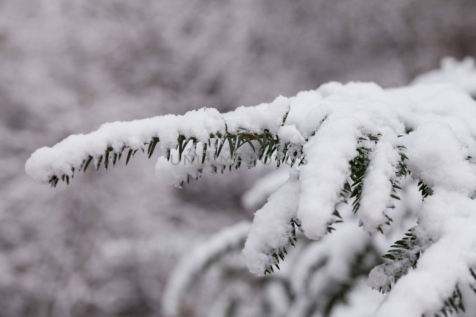 Snowy fir branch