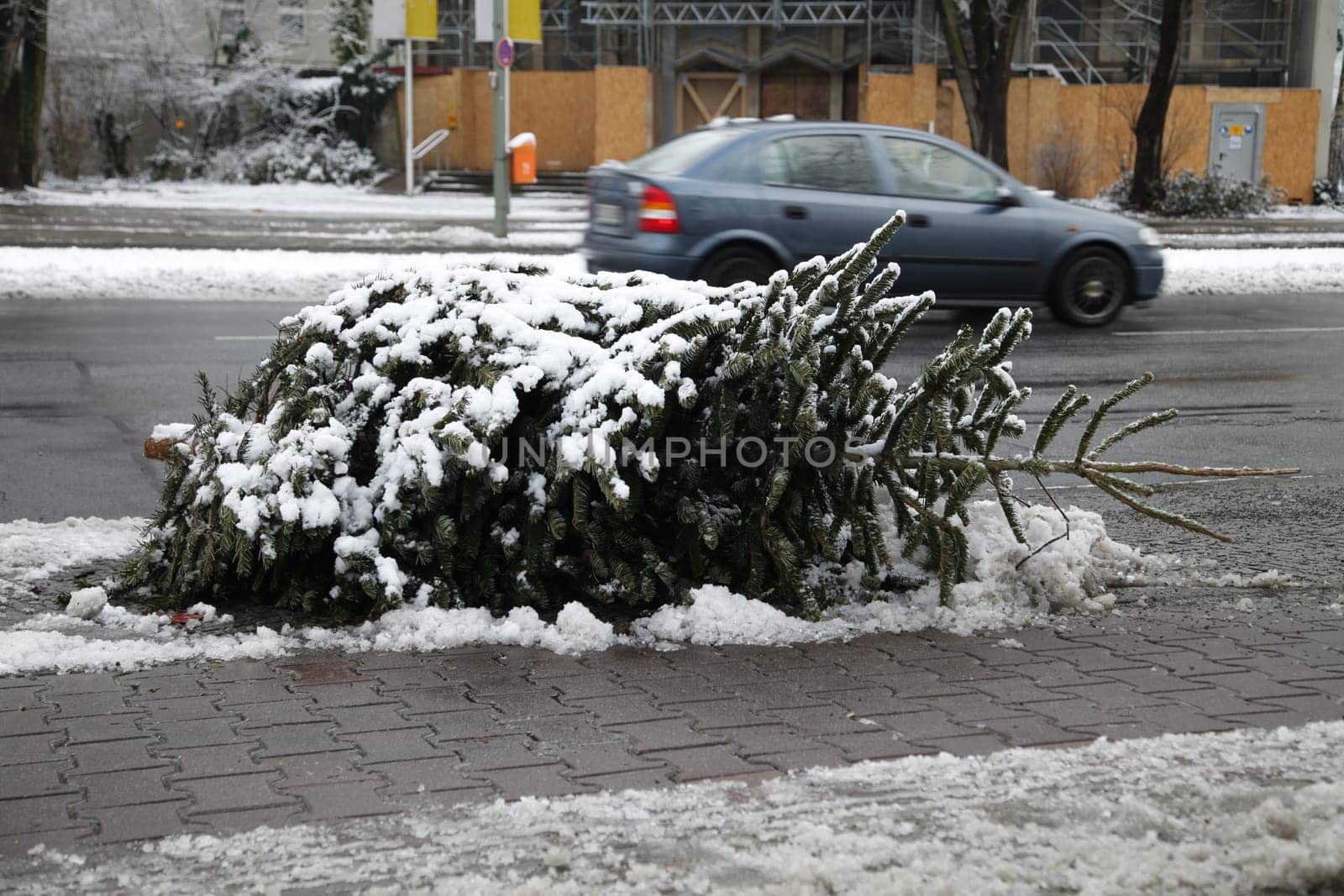 Christmas tree disposal