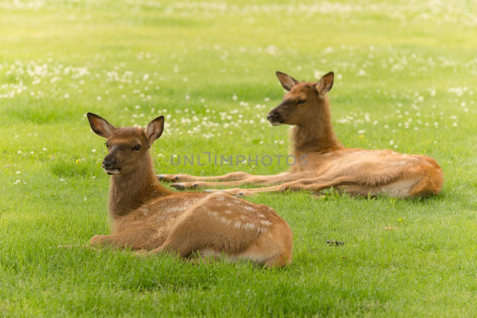 Two Elk calves lay relaxing in the grass