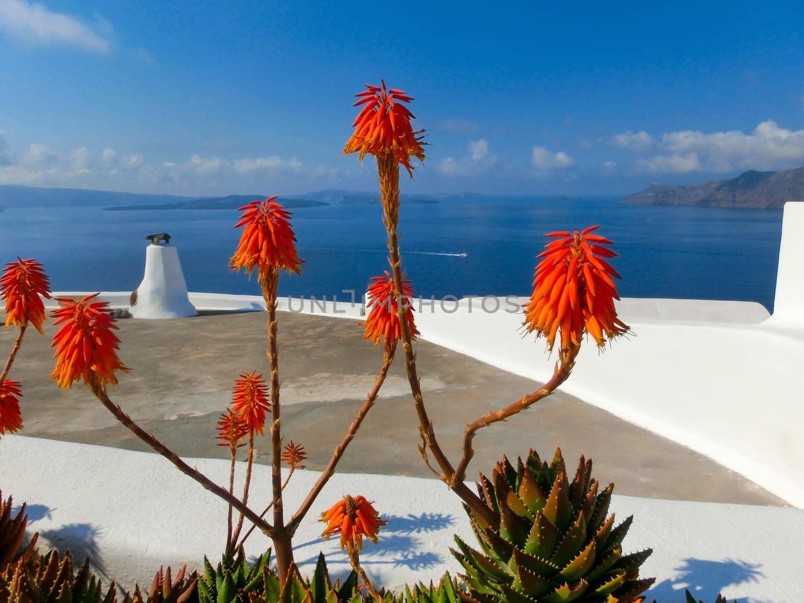 Santorini Succulent Flowers, Sea and Sky. Greece