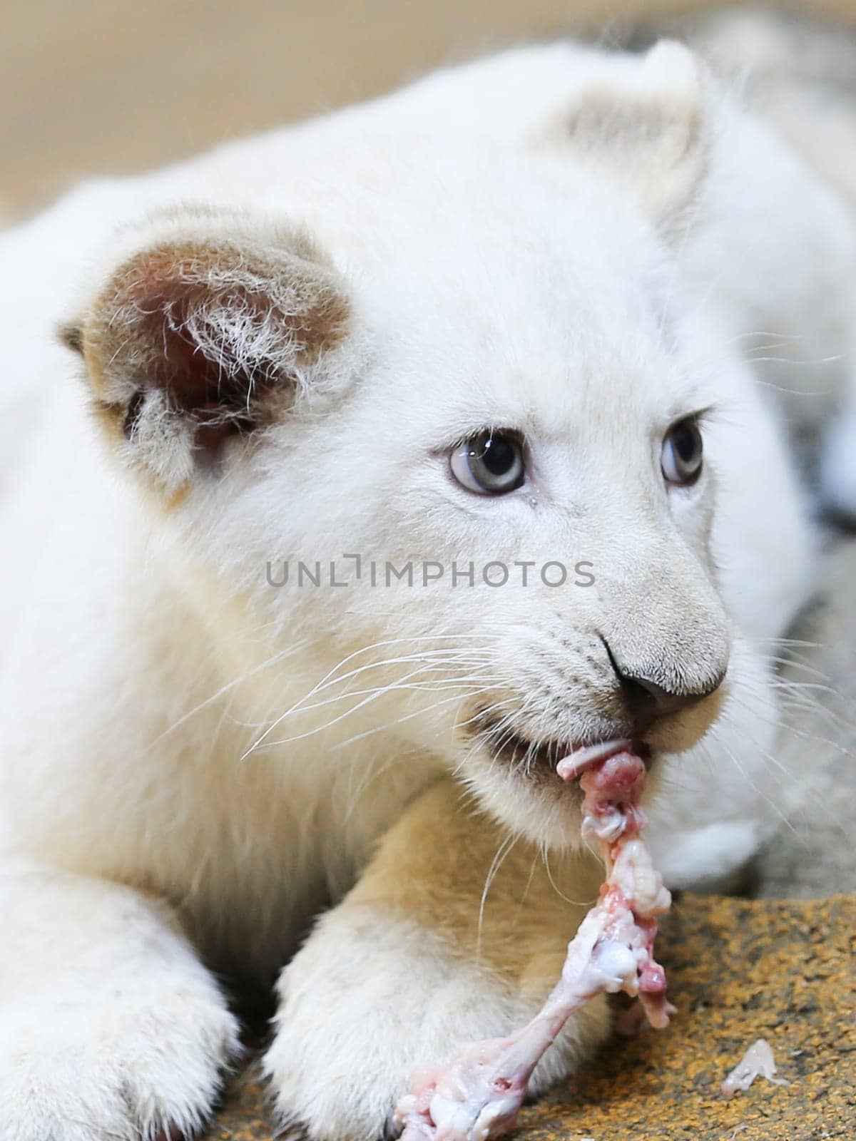 Name baptism of the white lion babies in the Magdeburg Zoo on July 26,2016
