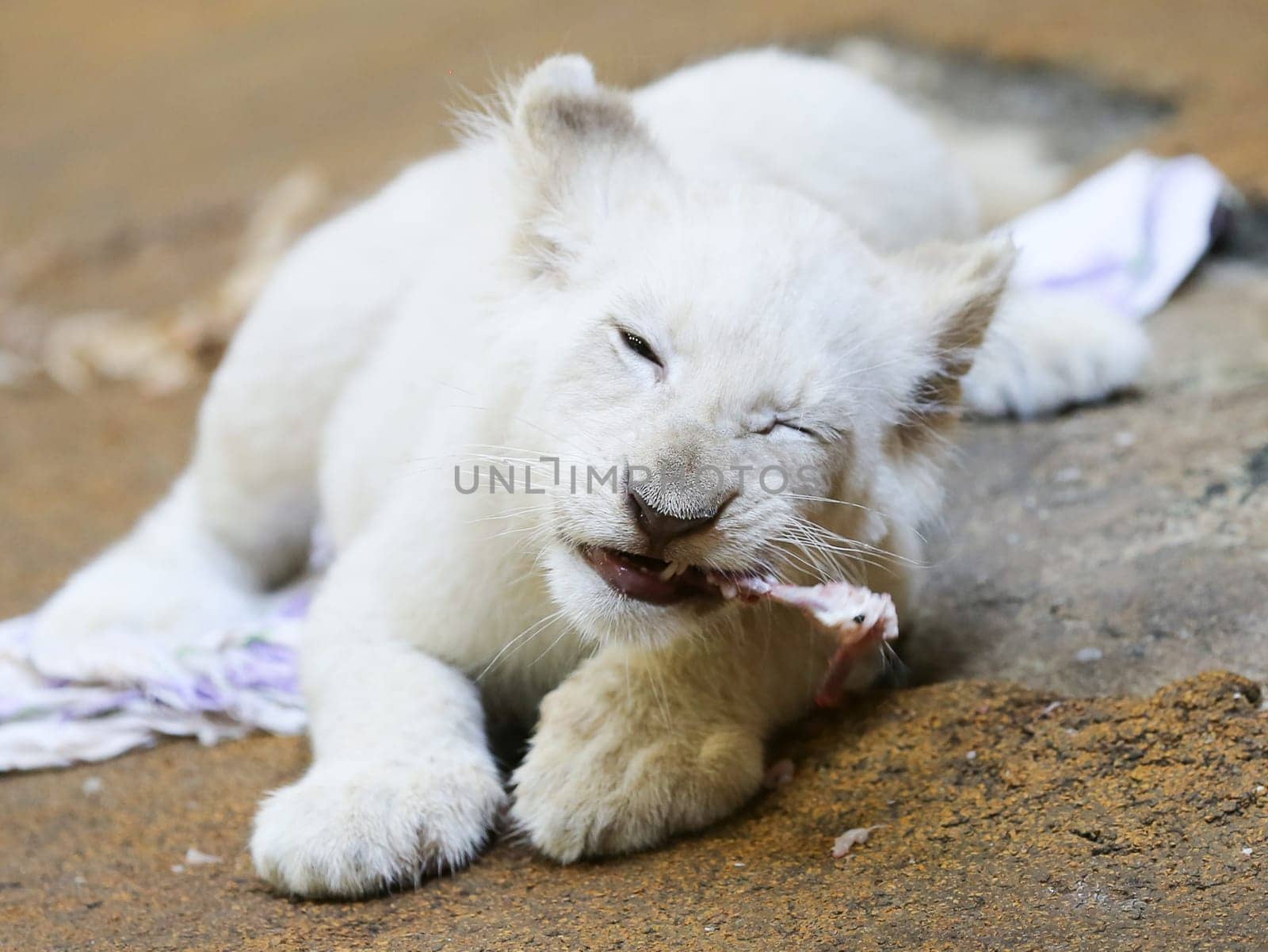 Name baptism of the white lion babies in the Magdeburg Zoo on July 26,2016