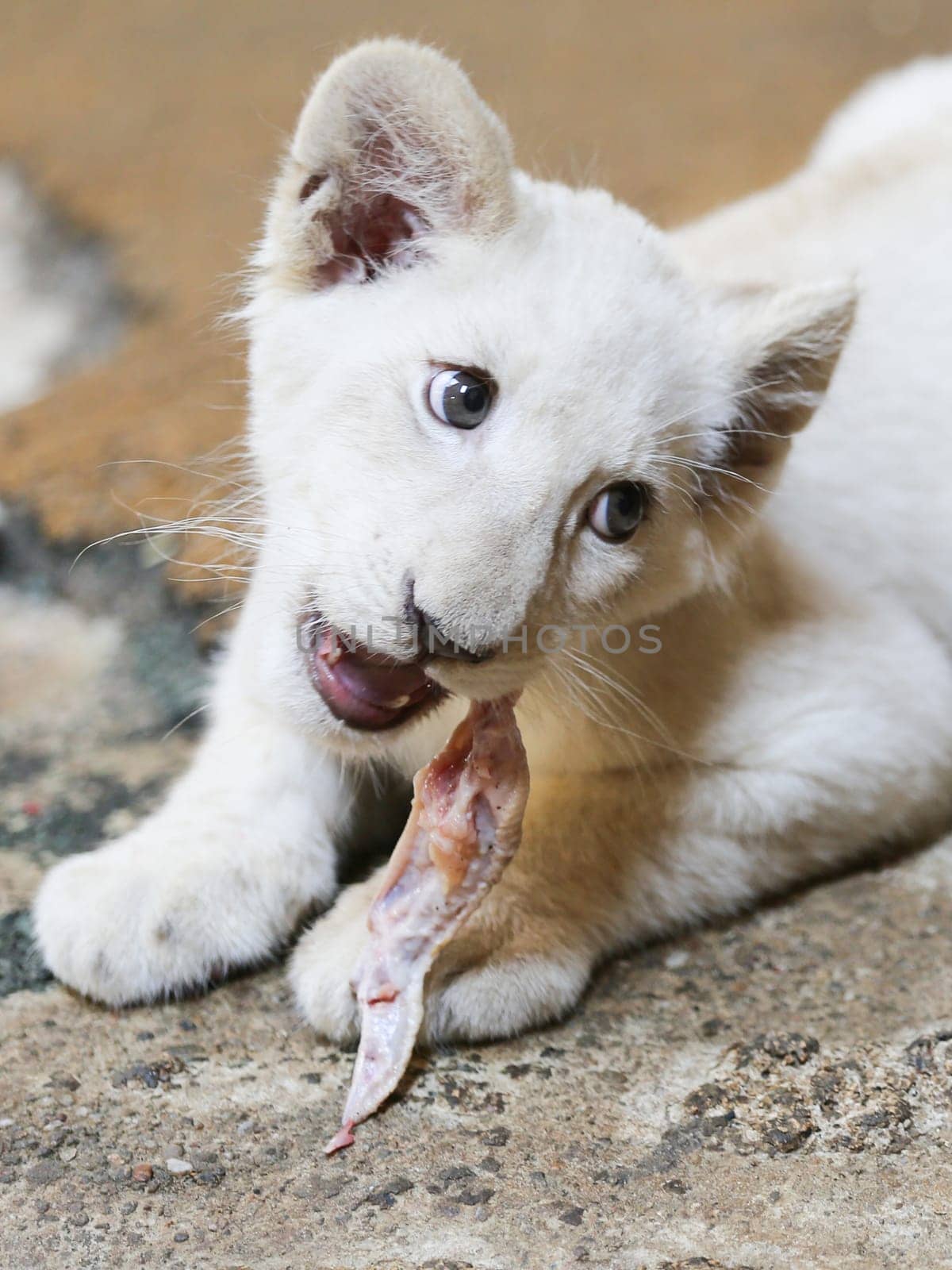 Name baptism of the white lion babies in the Magdeburg Zoo on July 26,2016