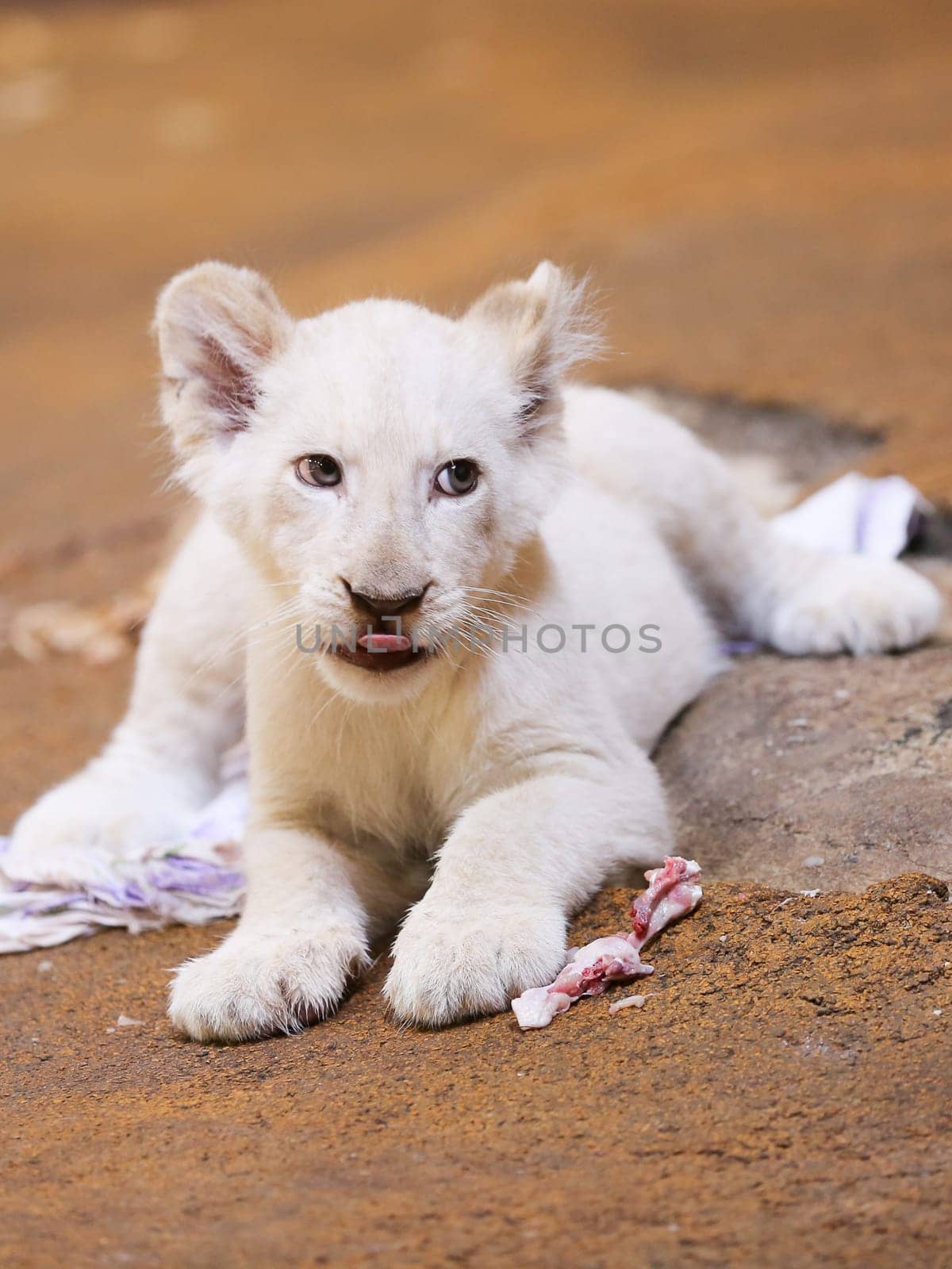 Name baptism of the white lion babies in the Magdeburg Zoo on July 26,2016