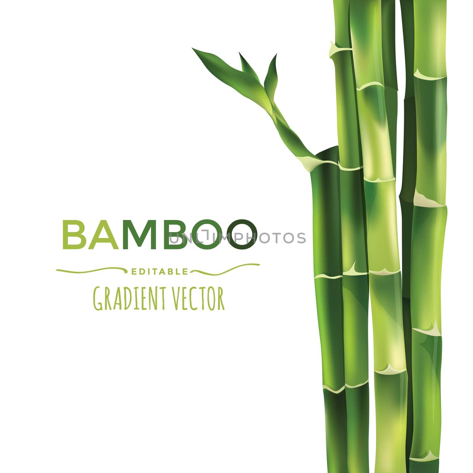 Bamboo illustration isolated on white background.