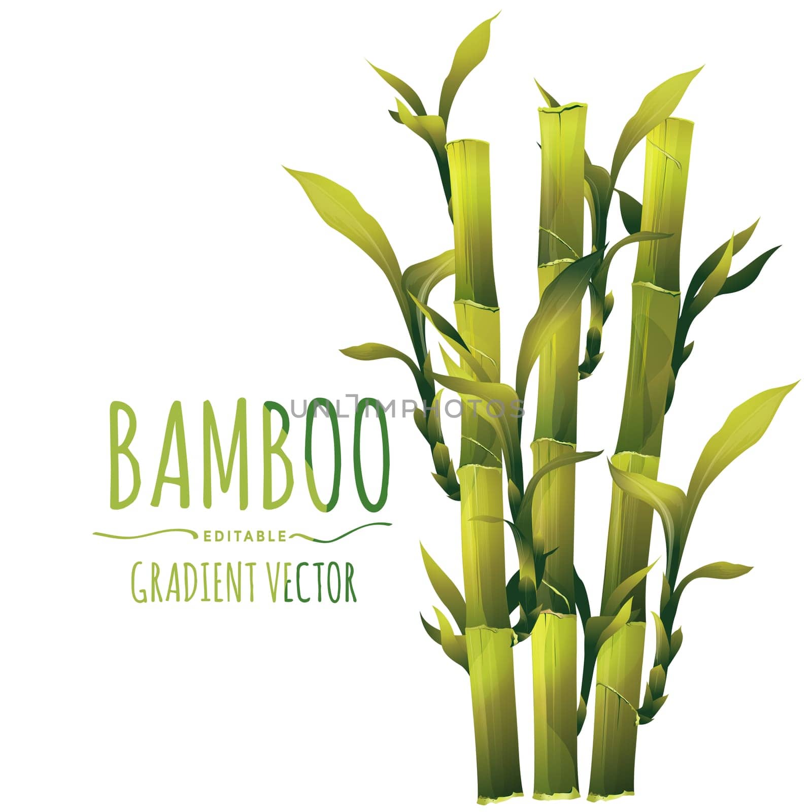 Bamboo illustration isolated on white background.