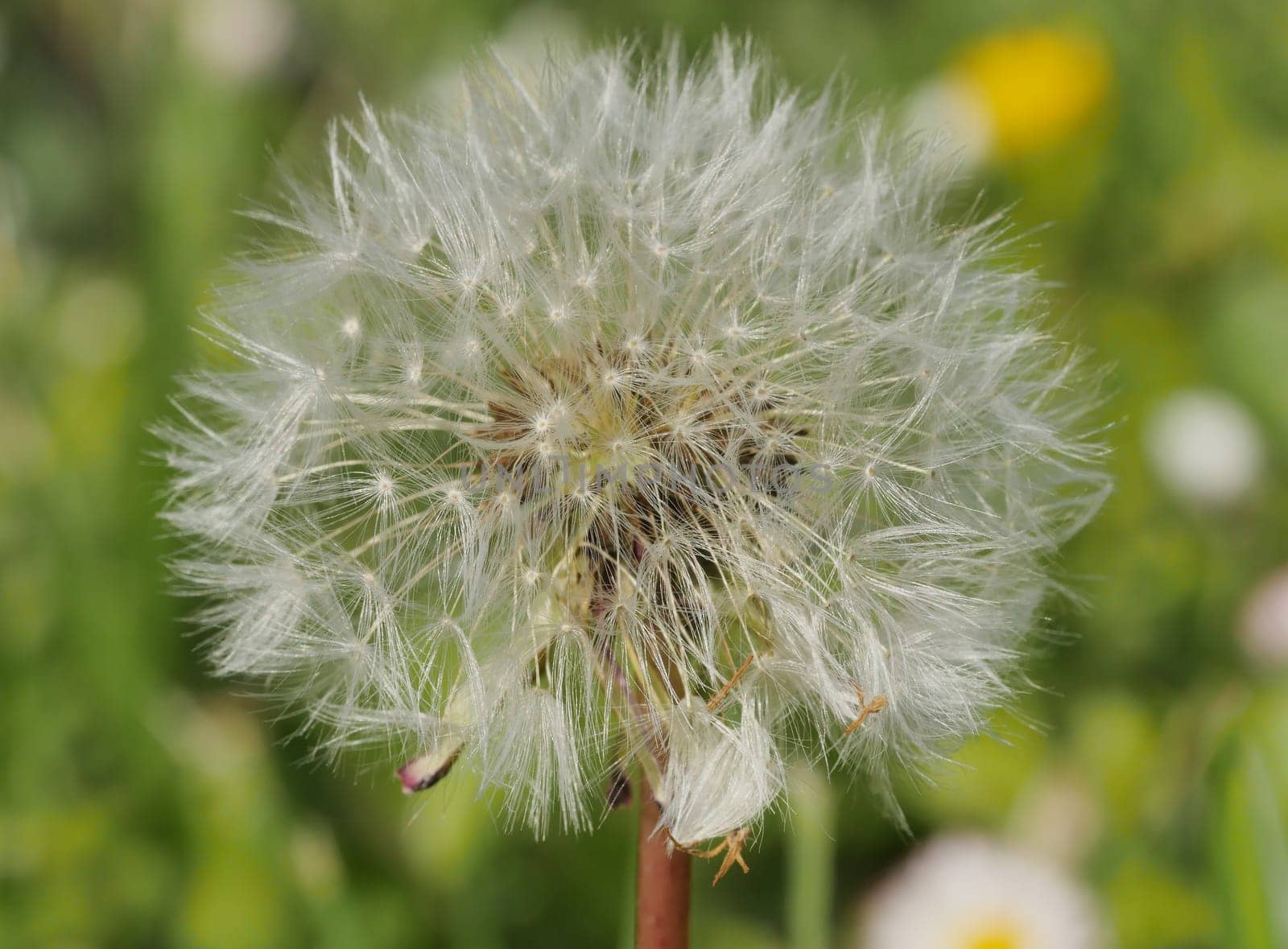 a close up of dandelion in nature