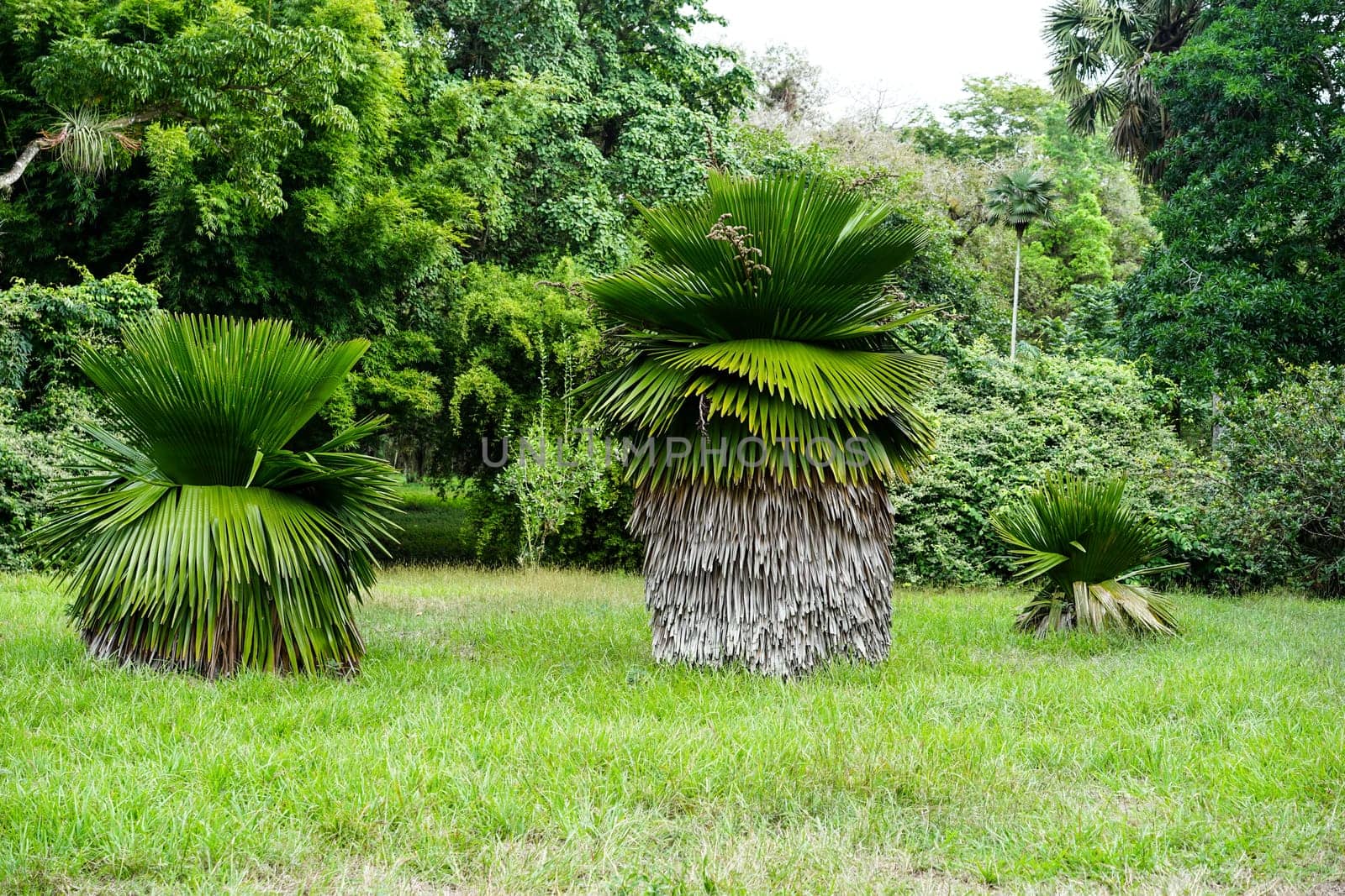great Petticoat Palms growing in tropical Cuba