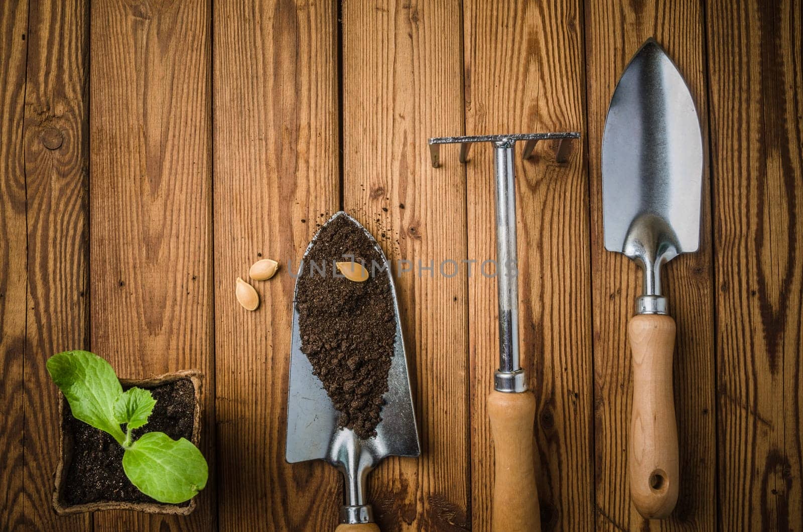 Still-life with sprouts and the garden tool, the top view