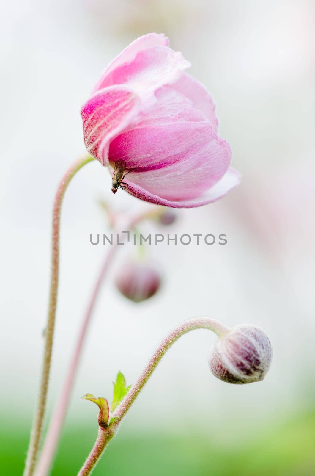Pale pink flower Japanese anemone, close-up