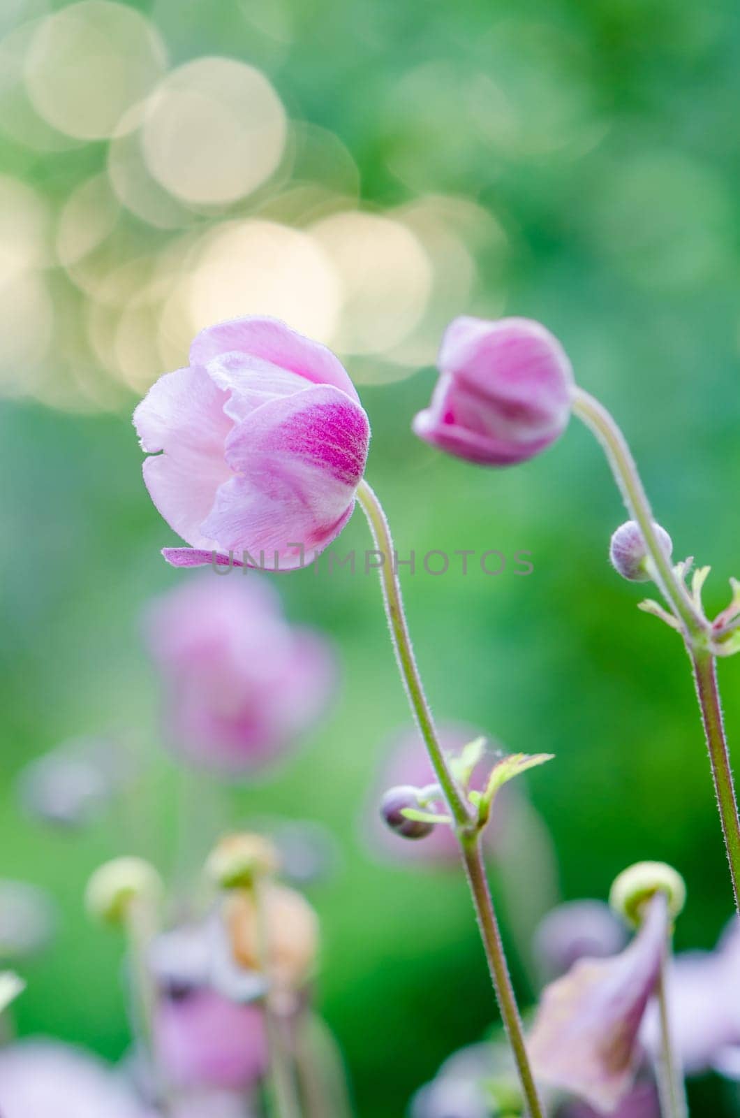 Pale pink flower Japanese anemone, close-up