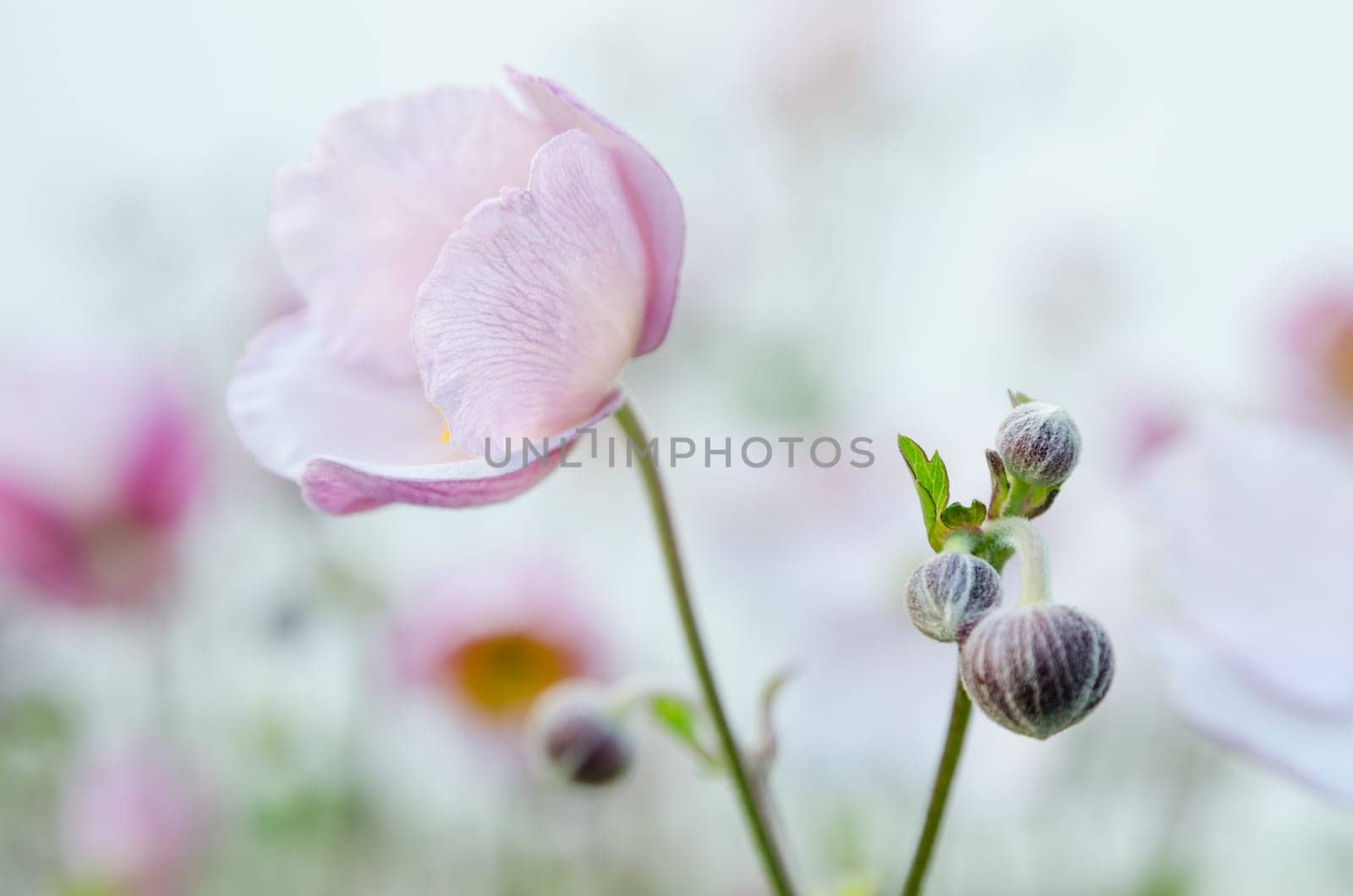 Pale pink flower Japanese anemone, close-up