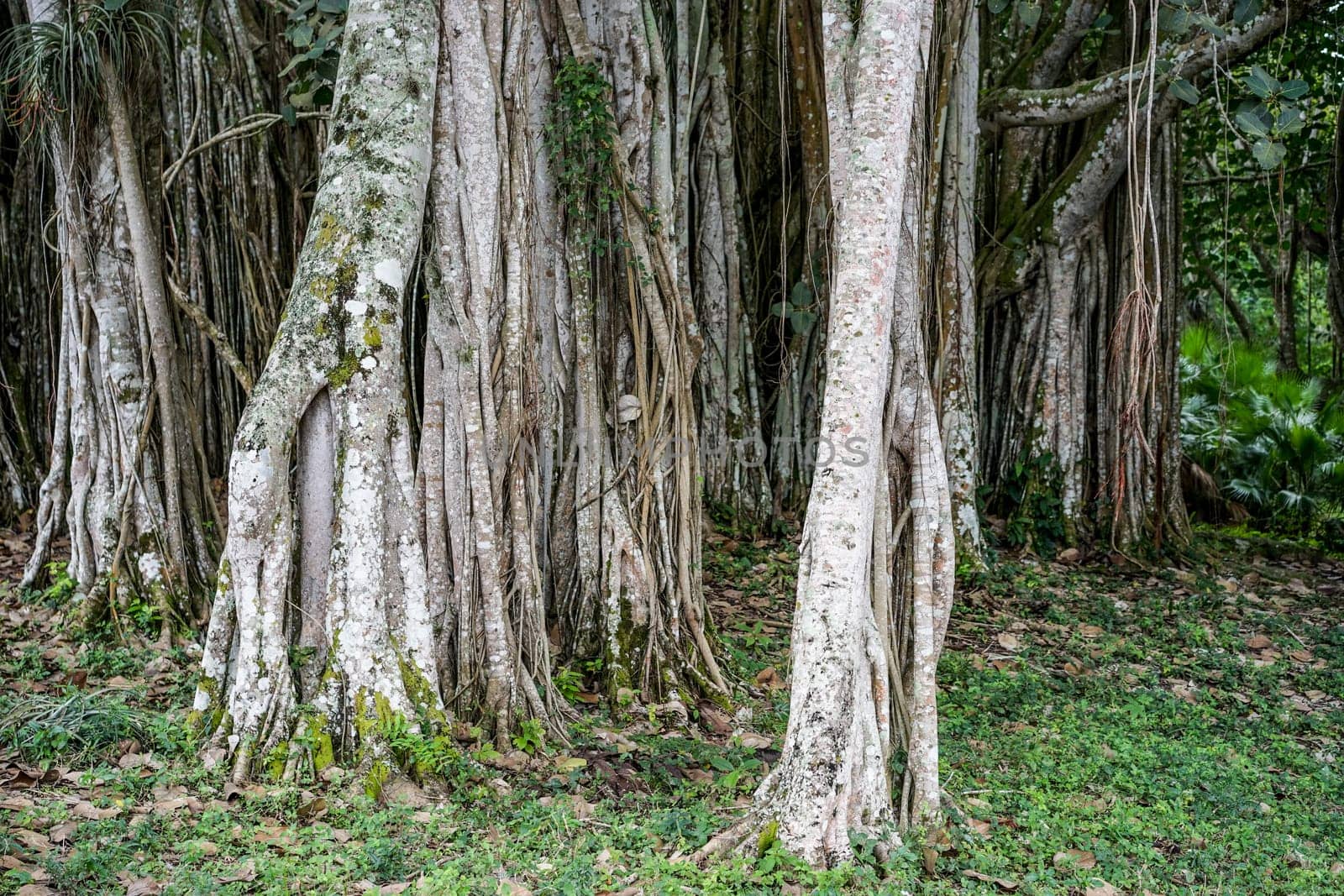Banyan tree growes in the tropical Cuba