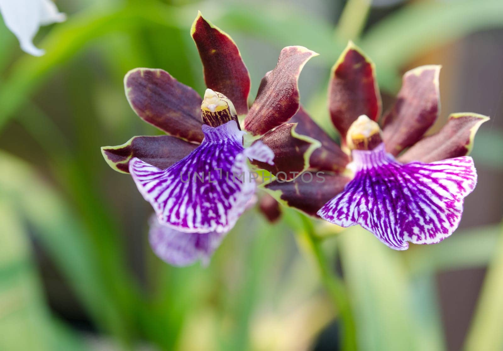 one beutiful blue orchid of the family Zygopetealum picture from Gothenburg