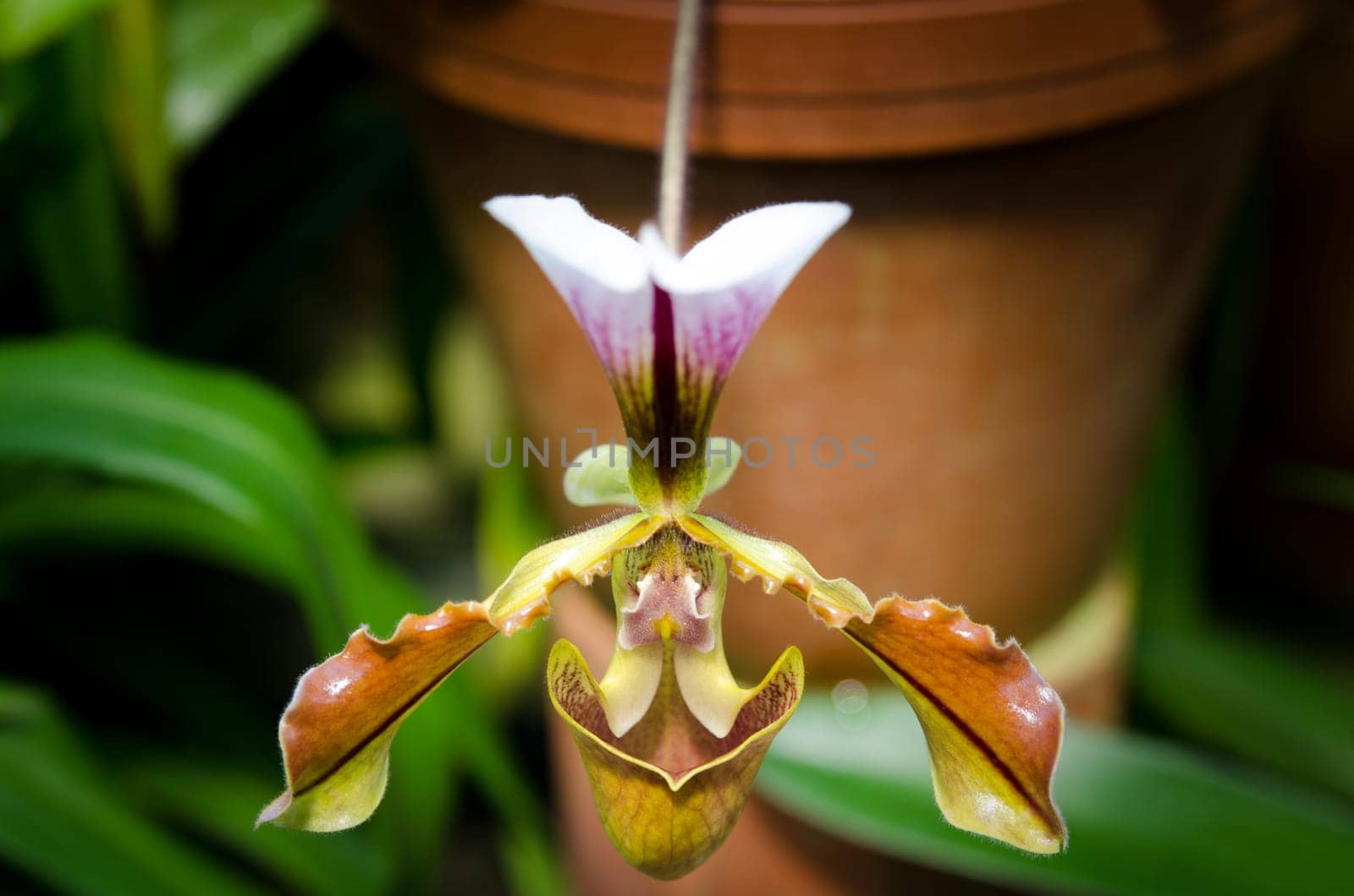one beutiful flower a orchid from the family Paphiopedilum