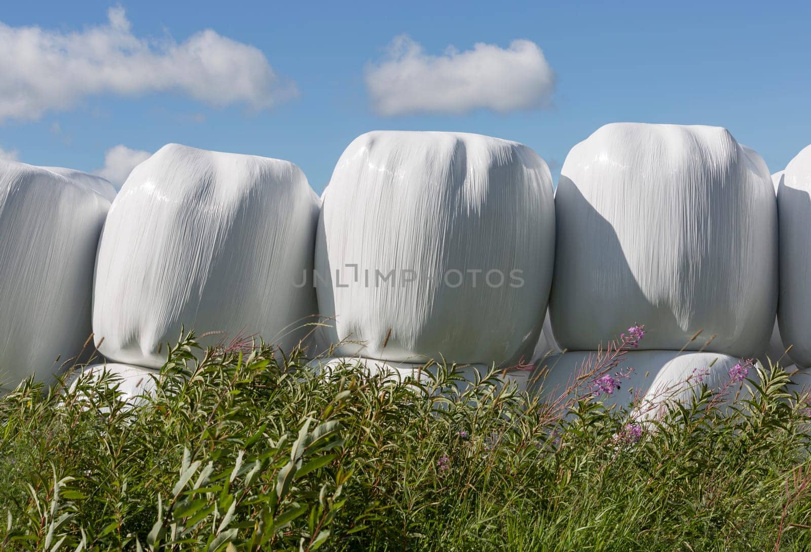Silage Balls Close Up with vegetation in the foreground.