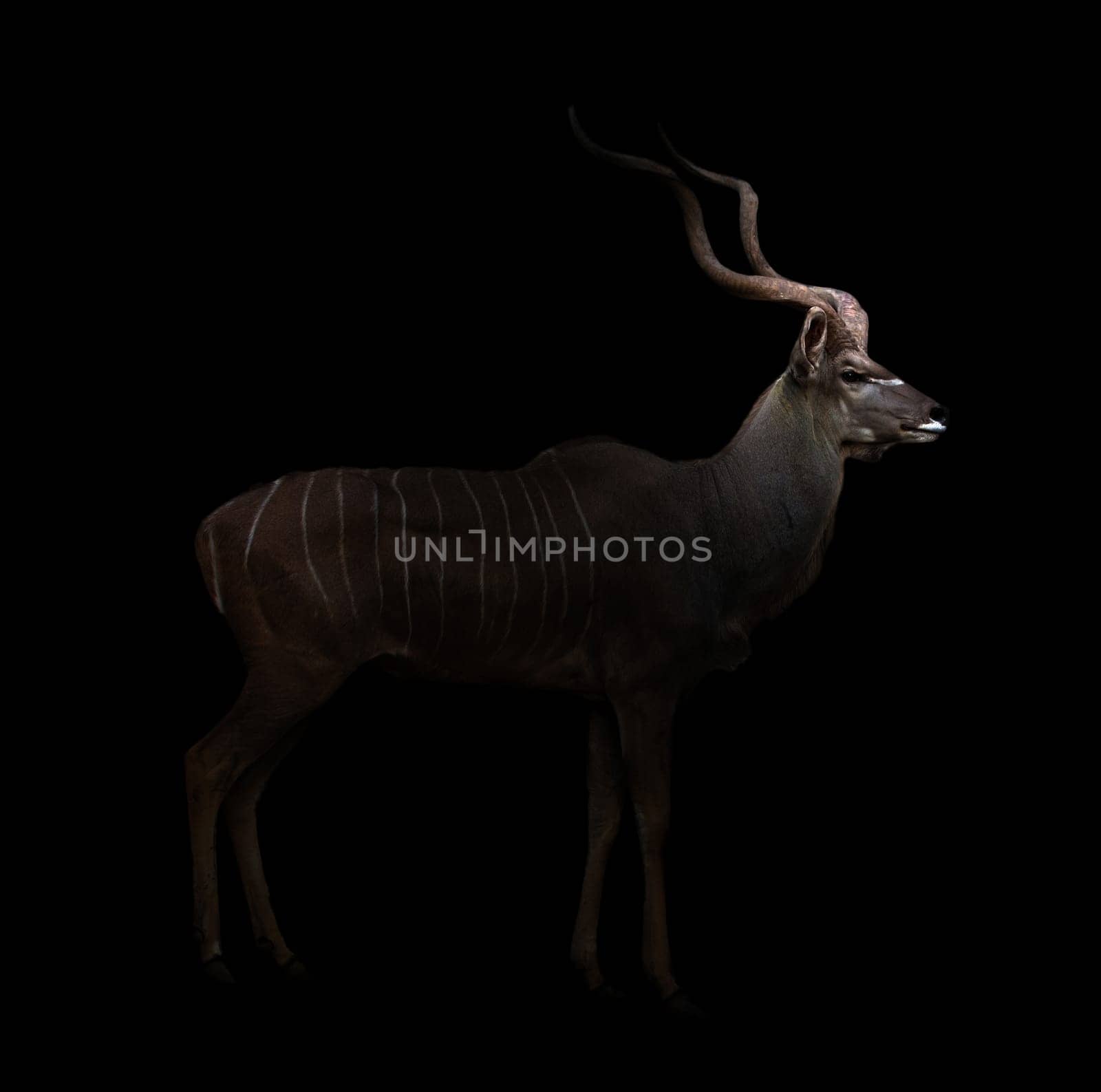 greater kudu stand in the dark with spotlight
