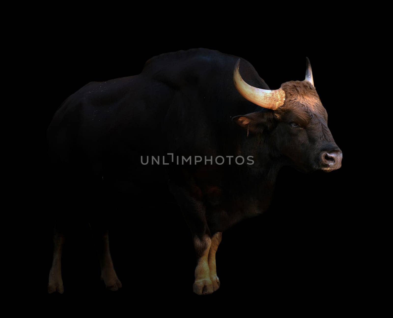 gaur stand in the dark with spotlight
