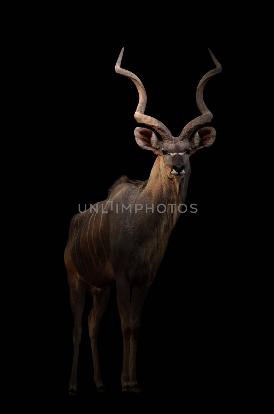 greater kudu stand in the dark with spotlight
