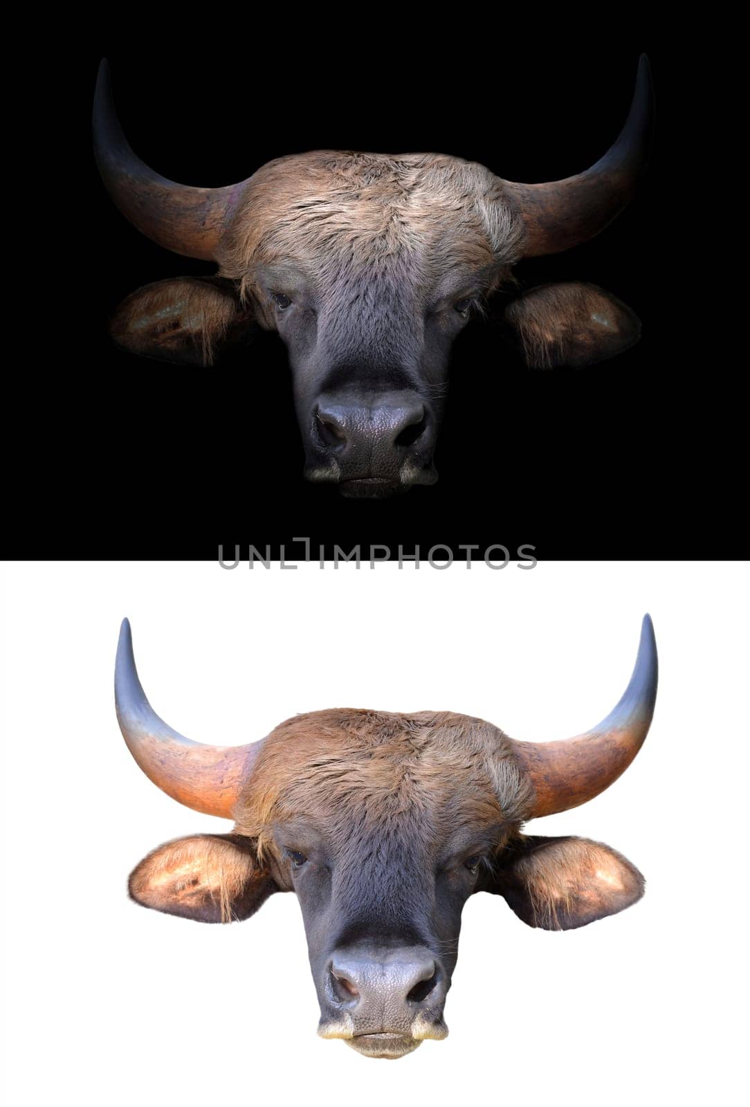 gaur stand in the dark with spotlight and gaur isolated on white