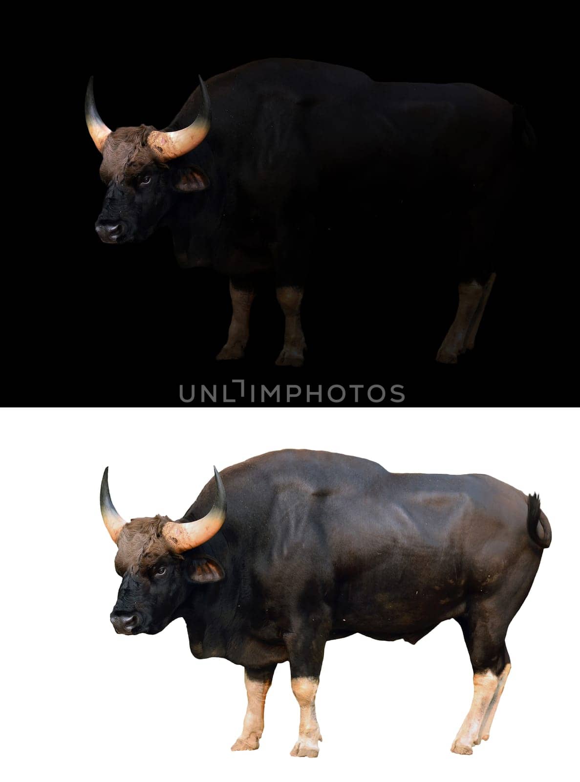 gaur stand in the dark with spotlight and gaur isolated on white