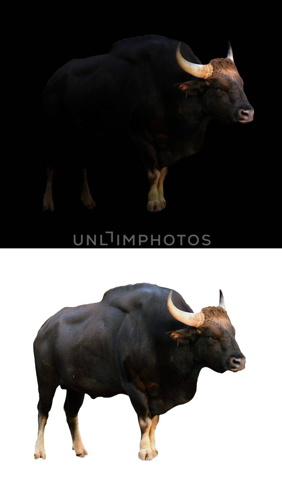 gaur stand in the dark with spotlight and gaur isolated on white