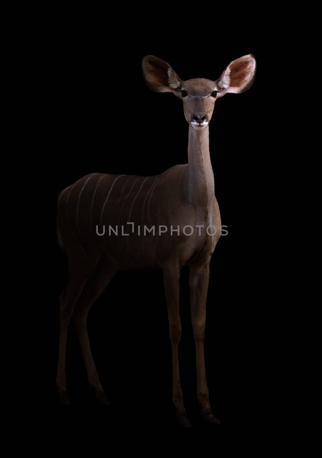 greater kudu stand in the dark with spotlight