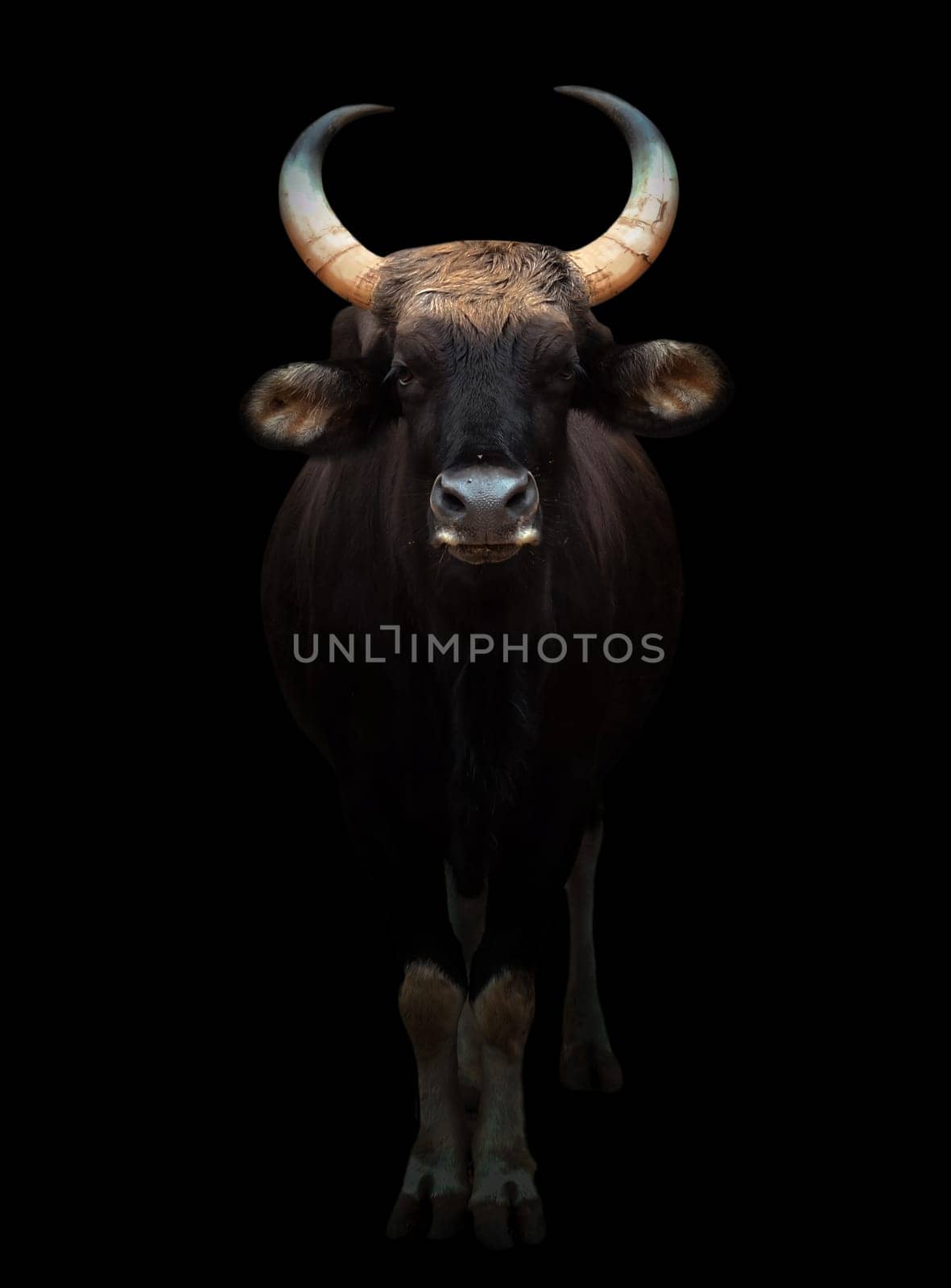 gaur stand in the dark with spotlight