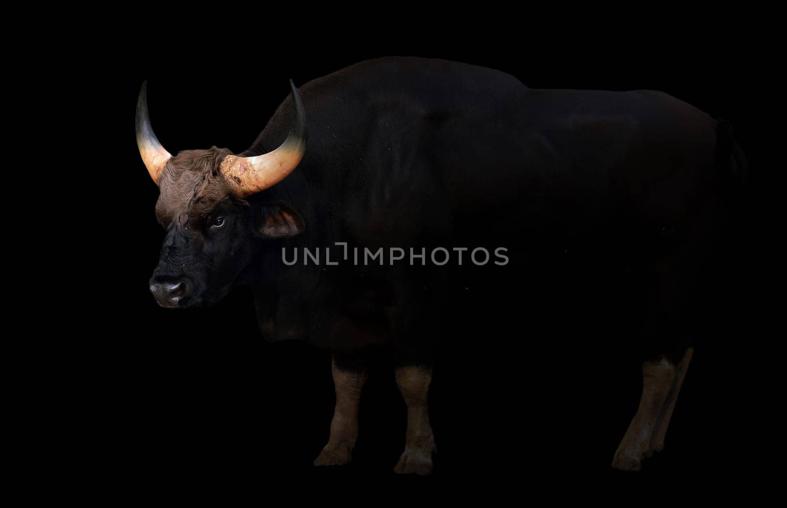 gaur stand in the dark with spotlight