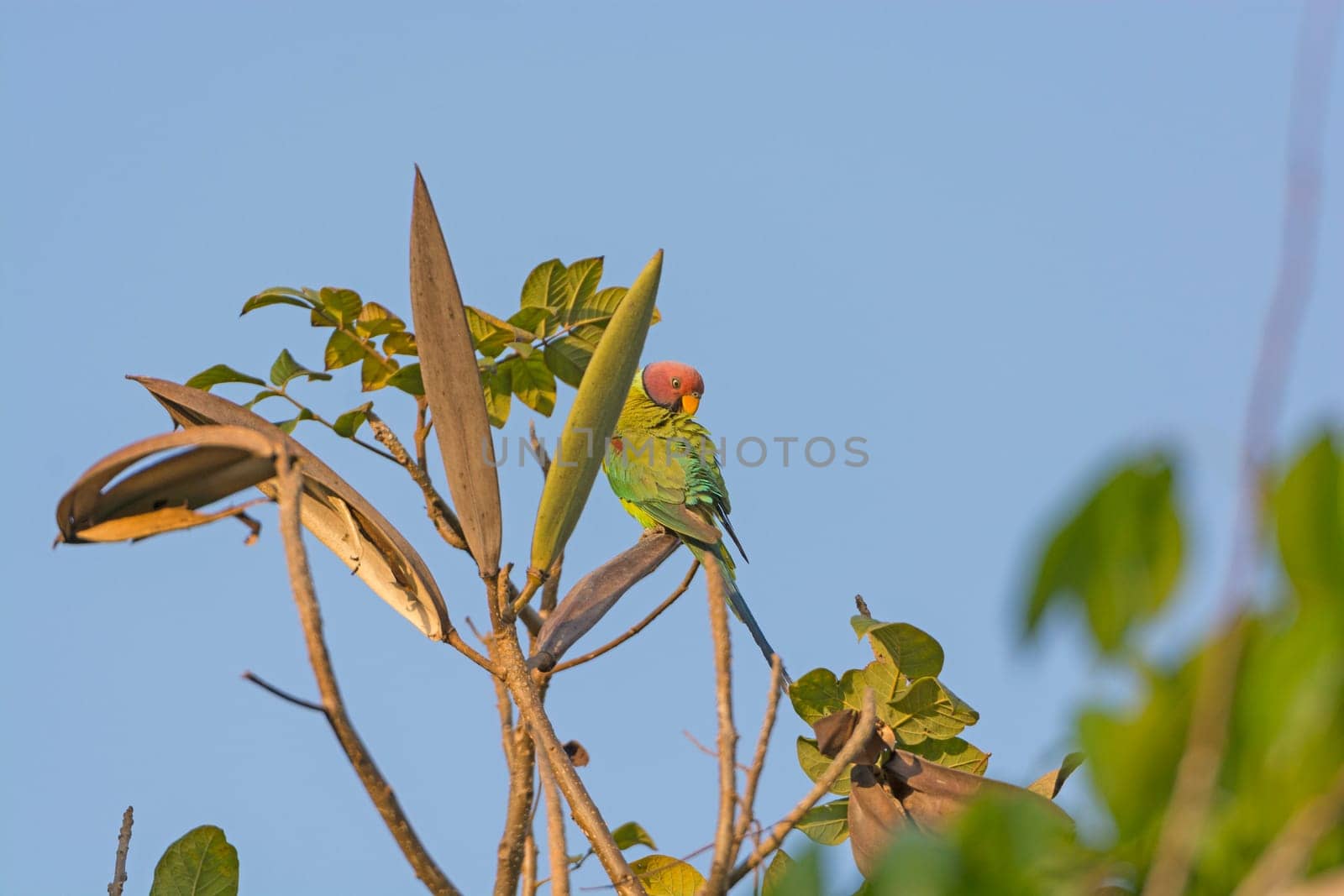 Plum-headed Parakeet in a tree near Nagarhole National Park in India