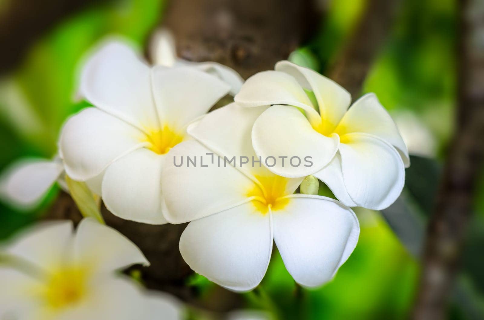 Beautiful group white flower of Plumeria or Frangipani on tree