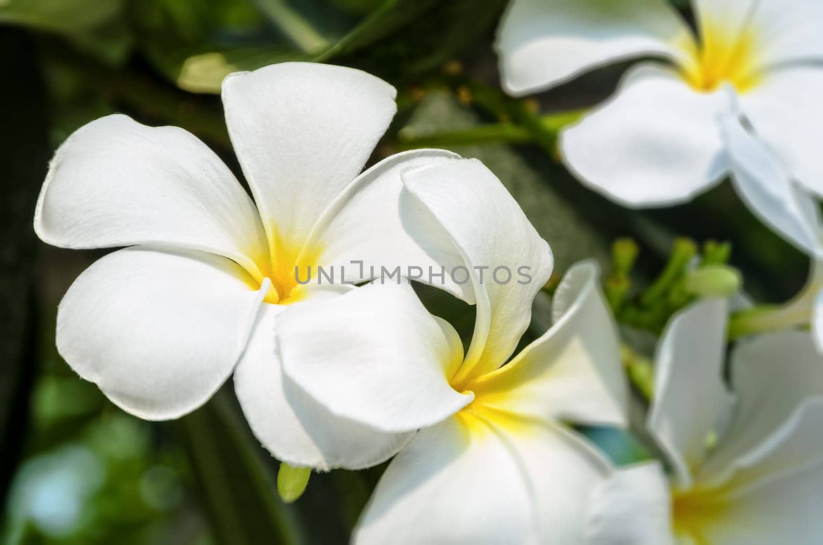 Beautiful group white flower of Plumeria or Frangipani on tree