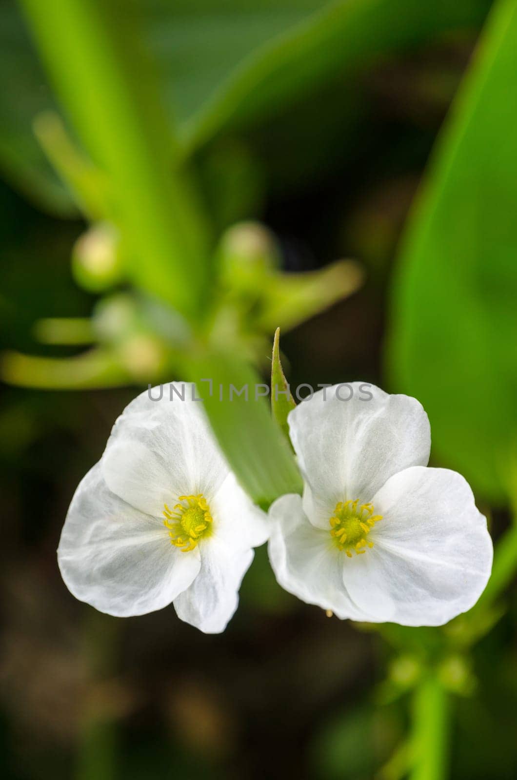 Beautiful small white flower of Creeping Burhead or Echinodorus Cordifolius is a aquatic plant
