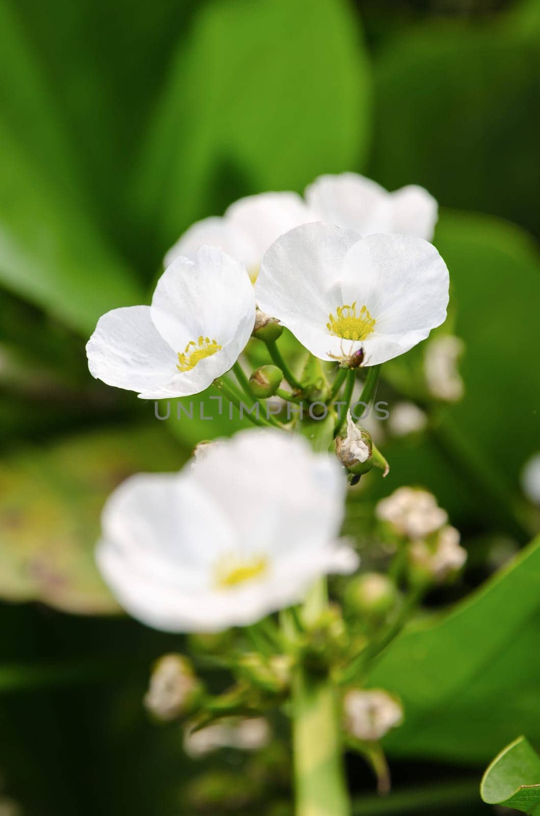 Beautiful small white flower of Creeping Burhead or Echinodorus Cordifolius is a aquatic plant
