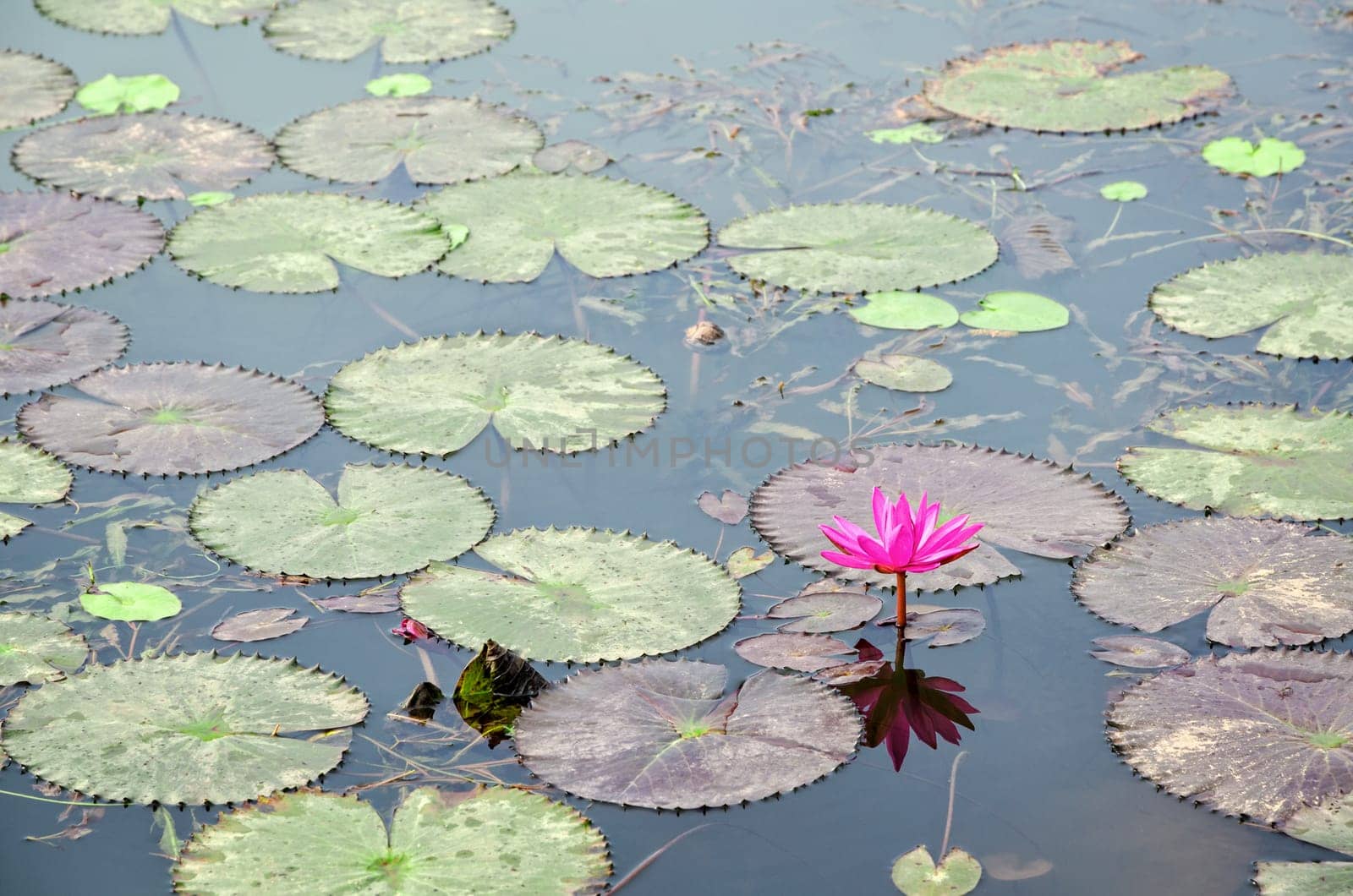 Beautiful red flower of Water Lily or Nymphaea Lotus and its leaves on water surface