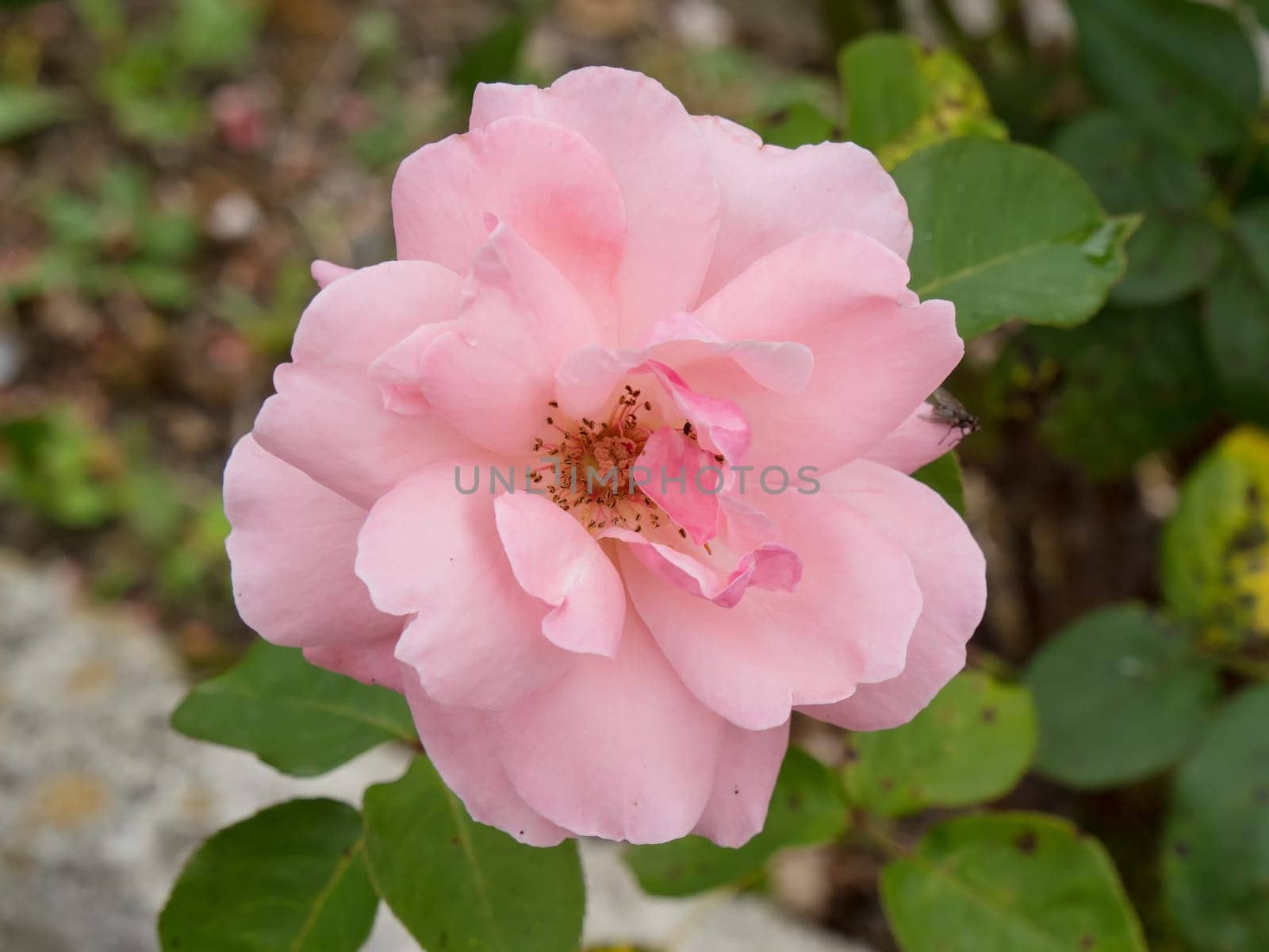 beautiful old roses in garden