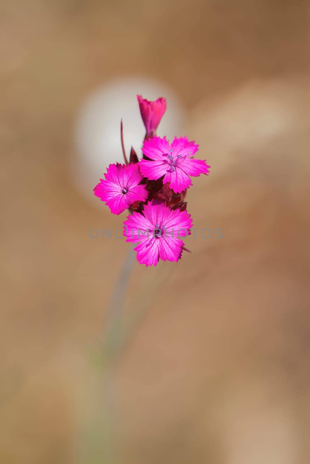 Carthusian clove - Dianthus carthusianorum in a macro image