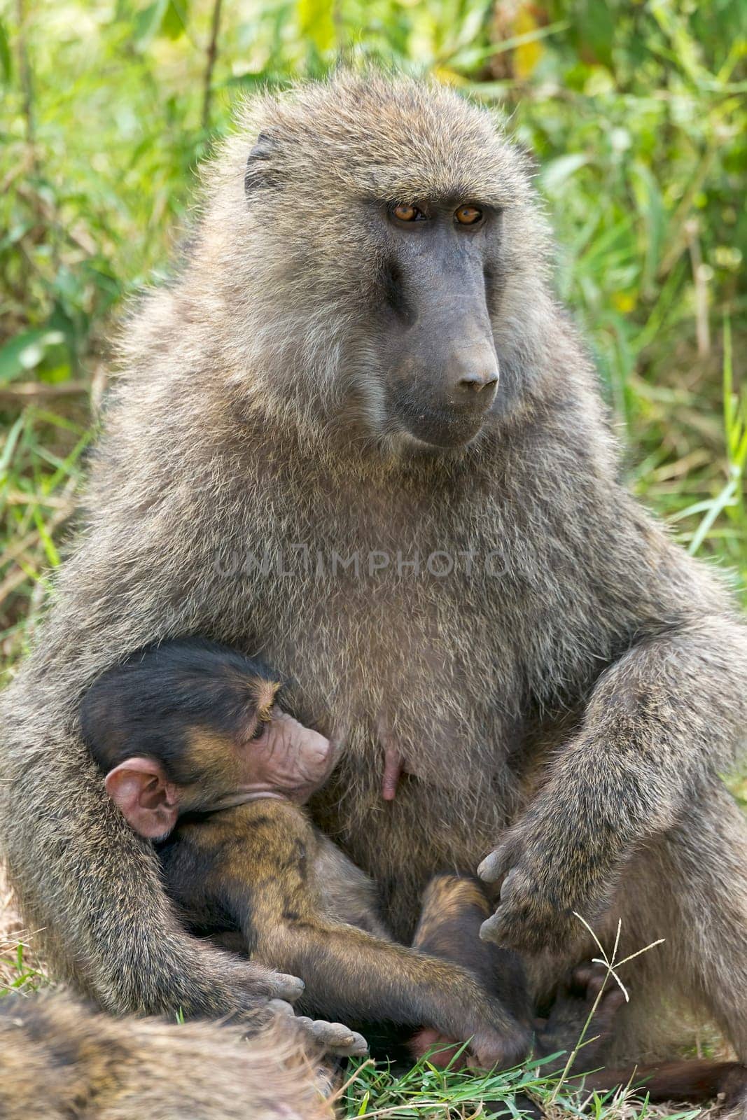 Anubispavian (Papio anubis) with juvenile,Lake Nakuru National Park,Kenya,East Africa