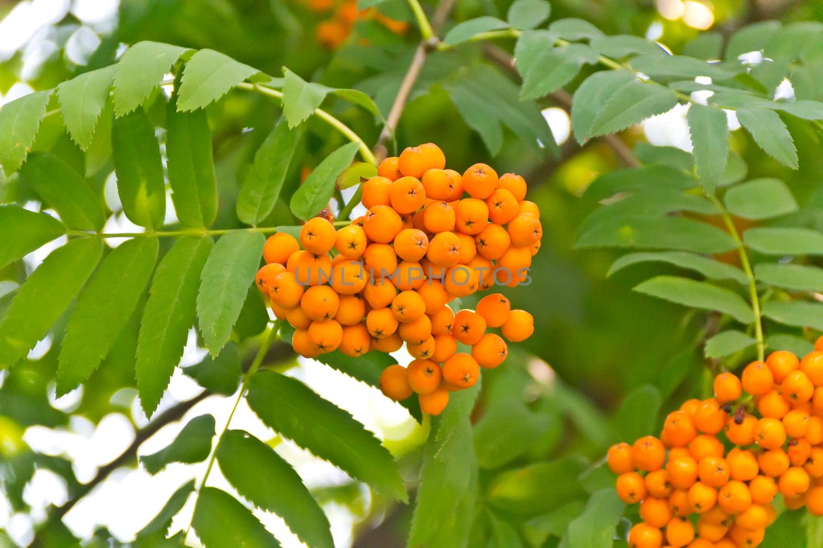 Yellow ripe rowanberry branch in sunny light