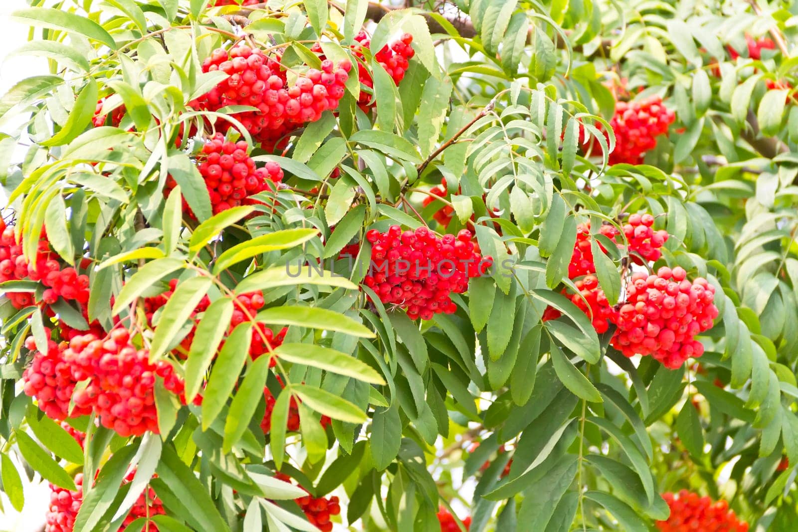 Red ripe rowanberry branch in sunny light